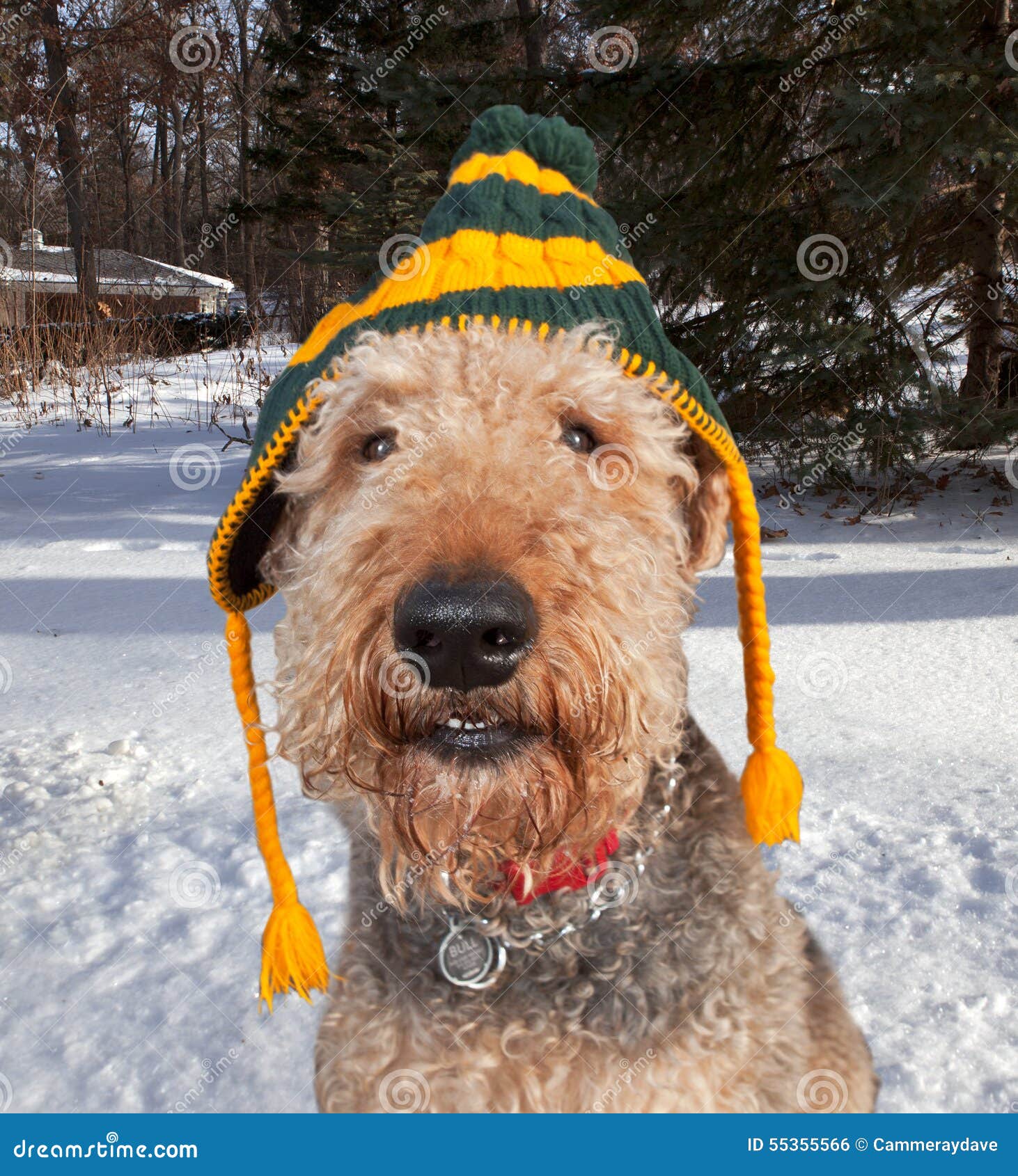 Dog Pet Hat Fun stock photo. Image of packer, airedale 55355566