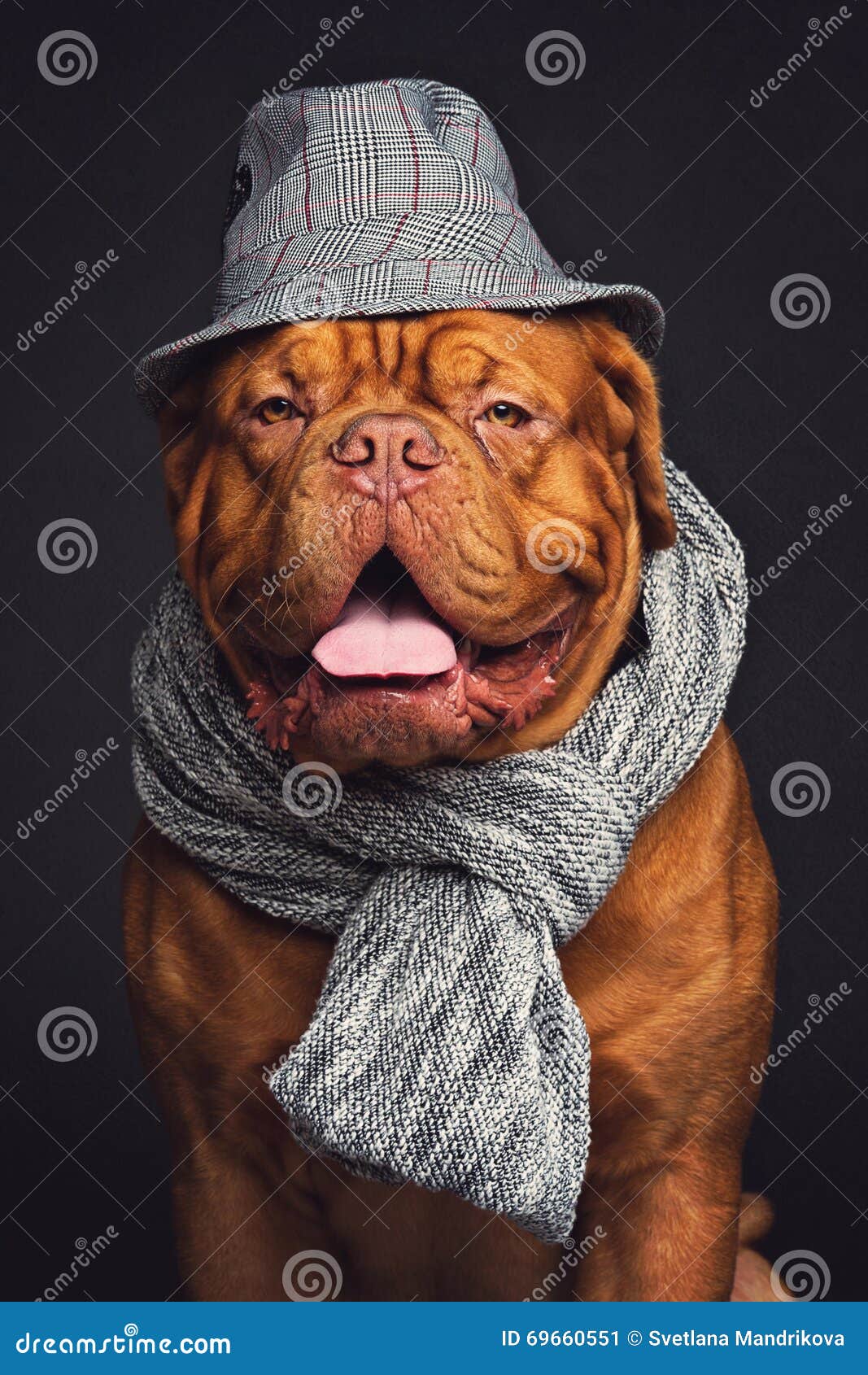 Dog in hat and scarf stock image. Image of bordeaux, cute 69660551