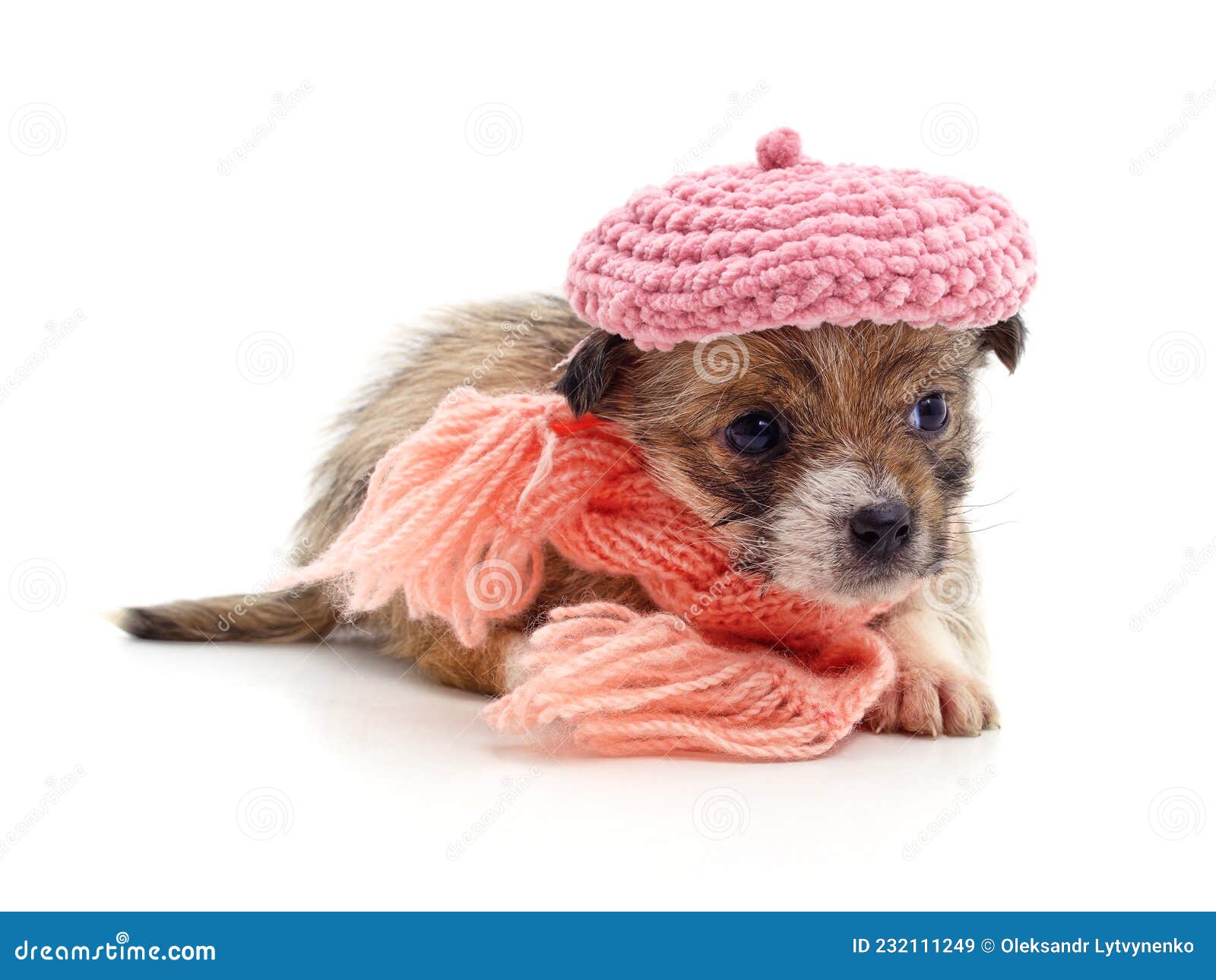 Dog in a hat and scarf stock image. Image of brown, baby 232111249