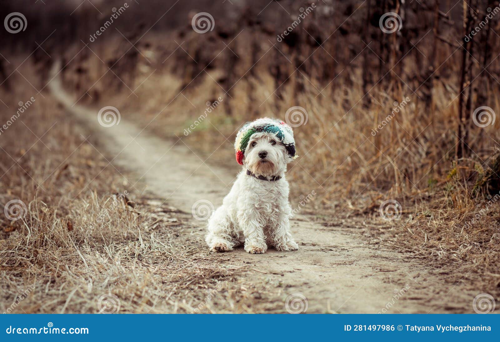 Small dog in the hat stock photo. Image of canine, happiness 281497986