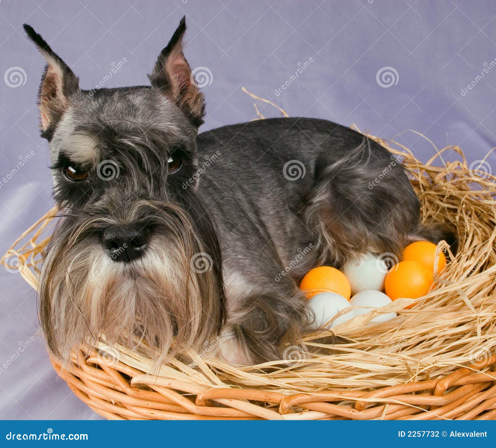 dogs and eggs the hatches out eggs stock photography image 2257732 dogs and eggs the hatches out eggs stock photography image 2257732