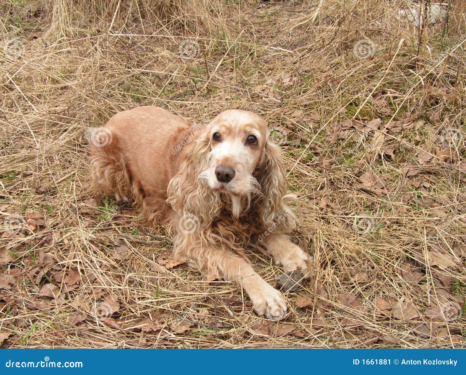 Dog on a hay stock image. Image of veterinary, resting 1661881