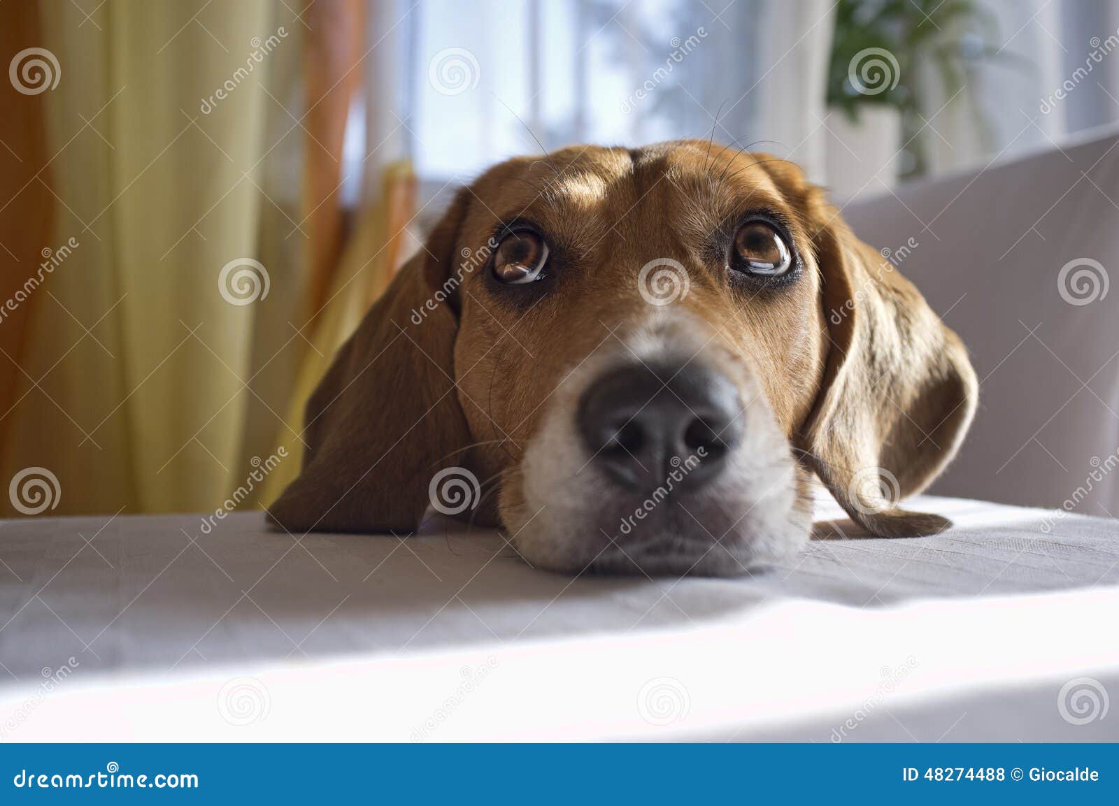 Dog head stock photo. Image of table, domestic, friendly 48274488