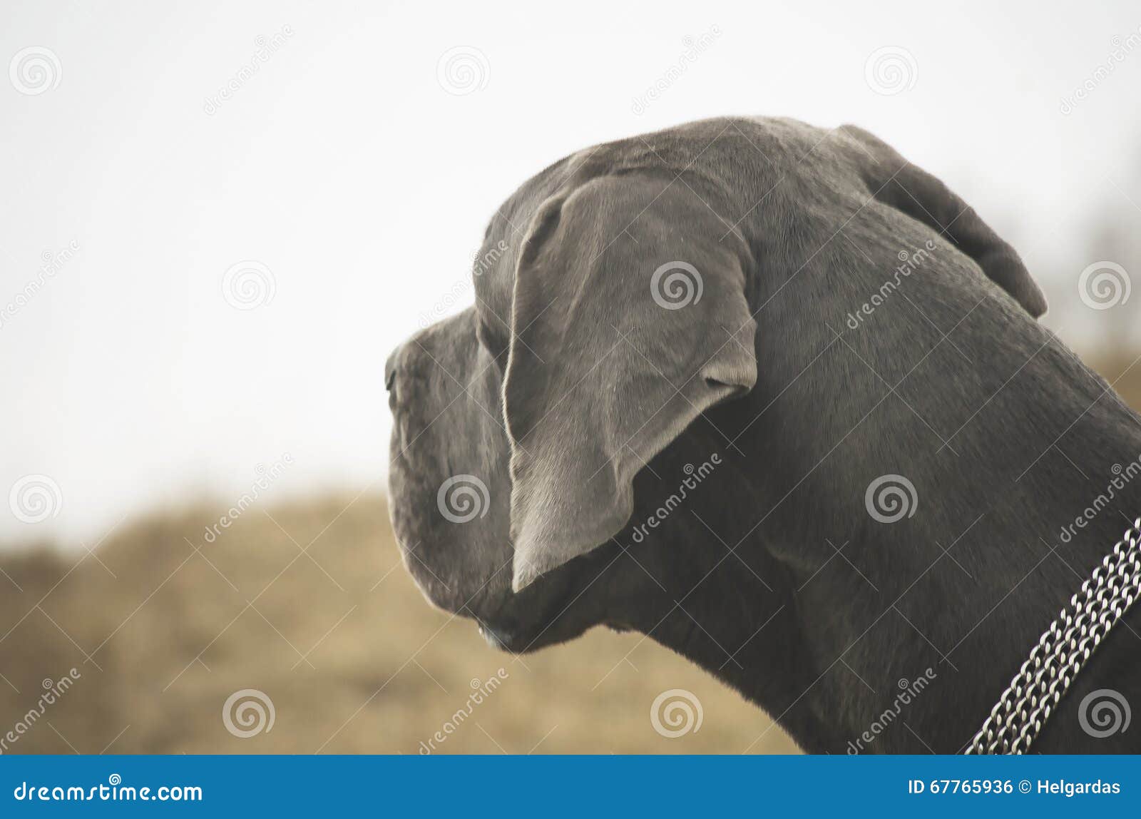 240,793 Dog Head Stock Photos - Free & Royalty-Free Stock Photos from  Dreamstime