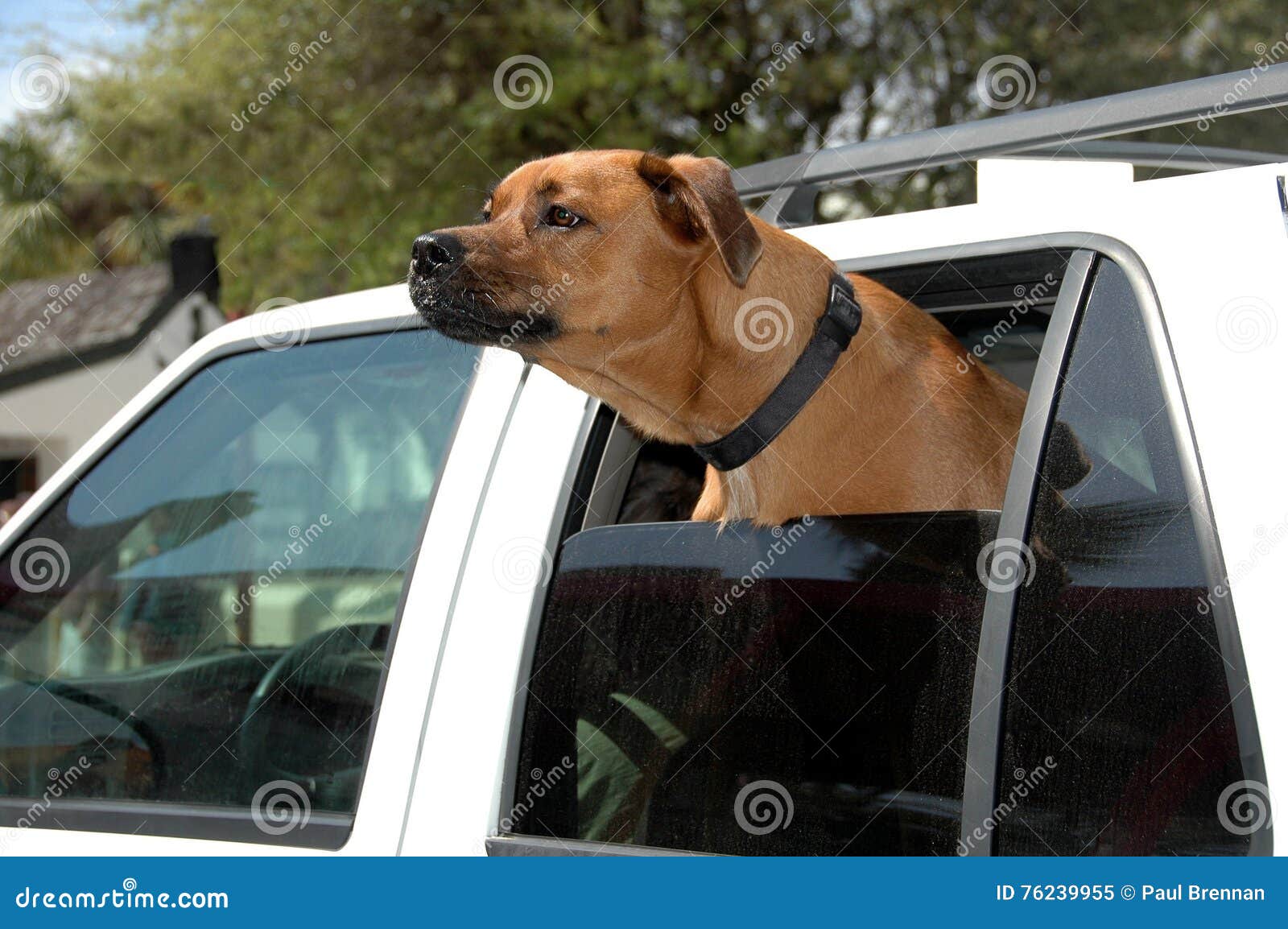 Dog With Head Out Car Window Stock Image Image of parked, face 76239955
