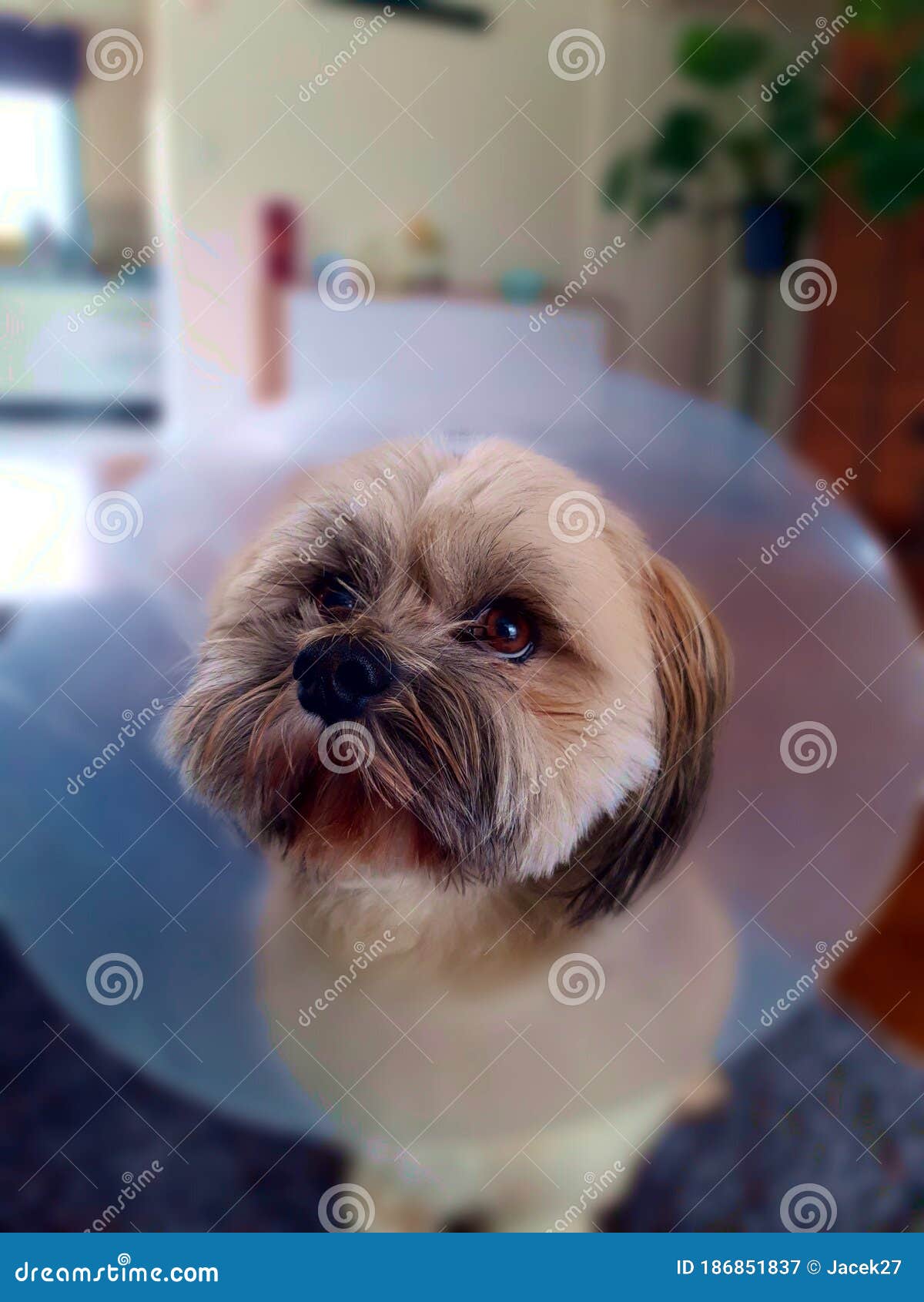 Dog head protection stock image. Image of medicine, indoors 186851837