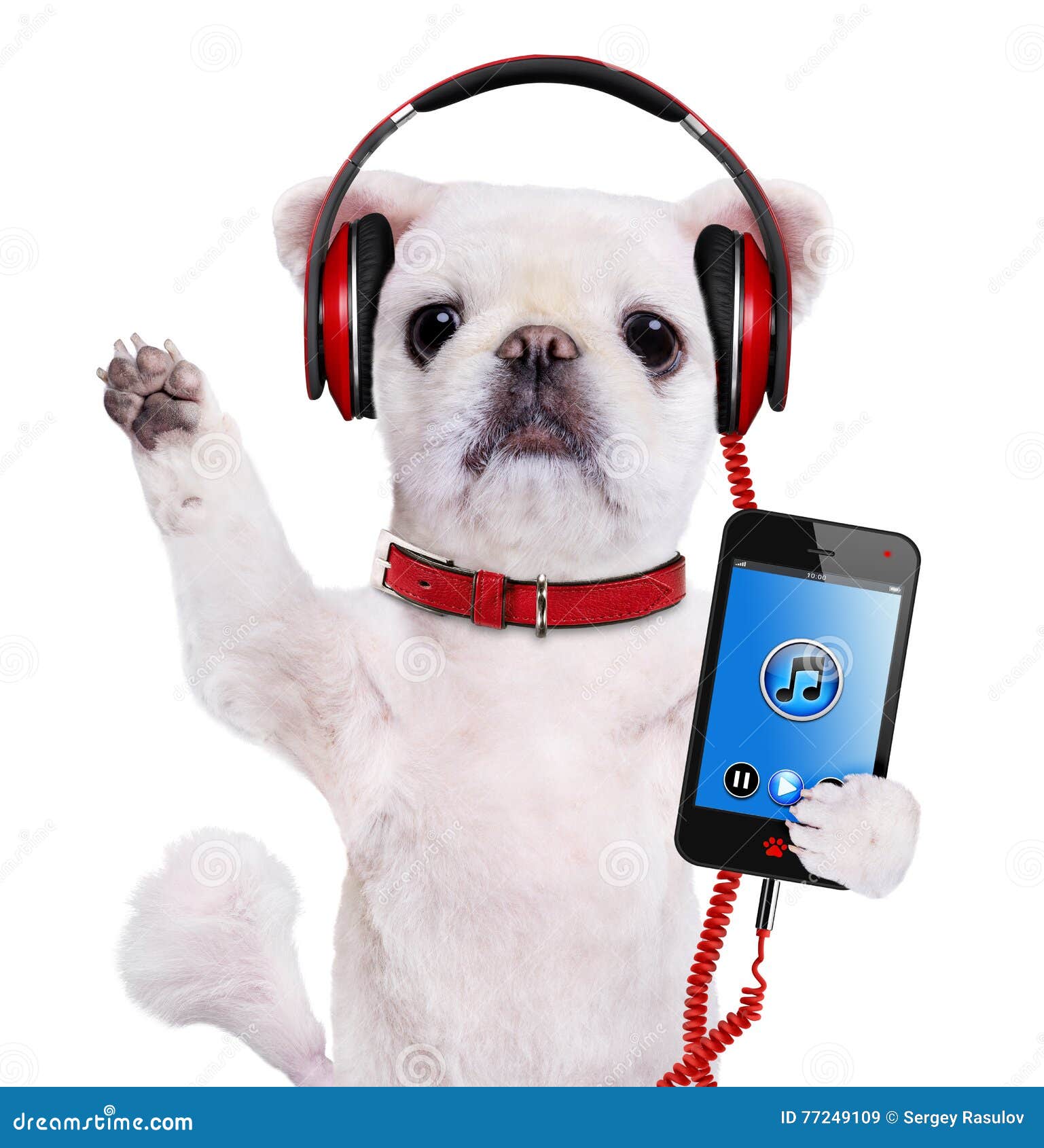 Dog headphones. stock image. Image of little, animal 77249109