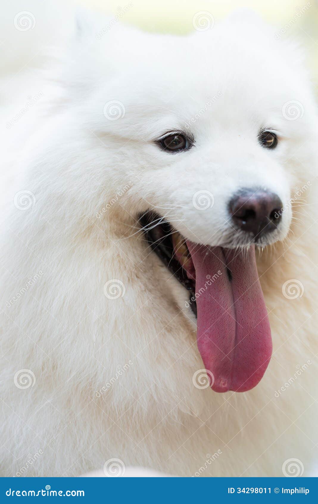 Dog headshot stock image. Image of domestic, front, breed 34298011
