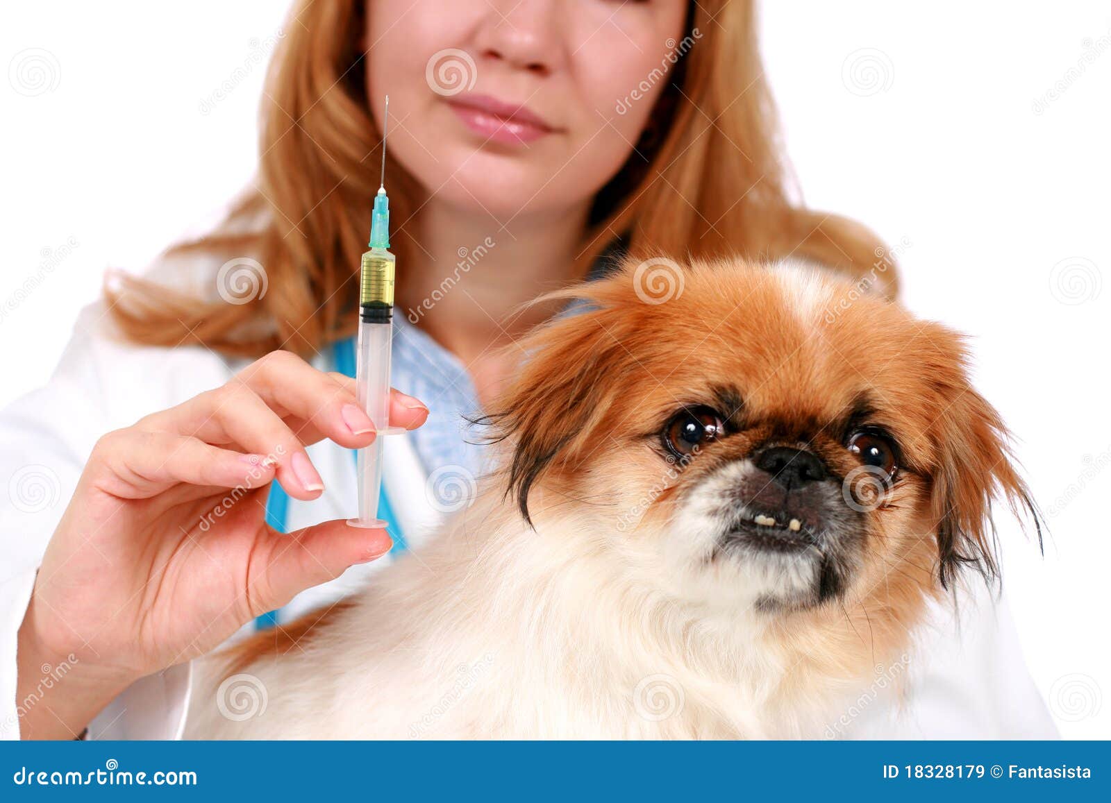 Dog healthcare. stock image. Image of isolation, injection 18328179