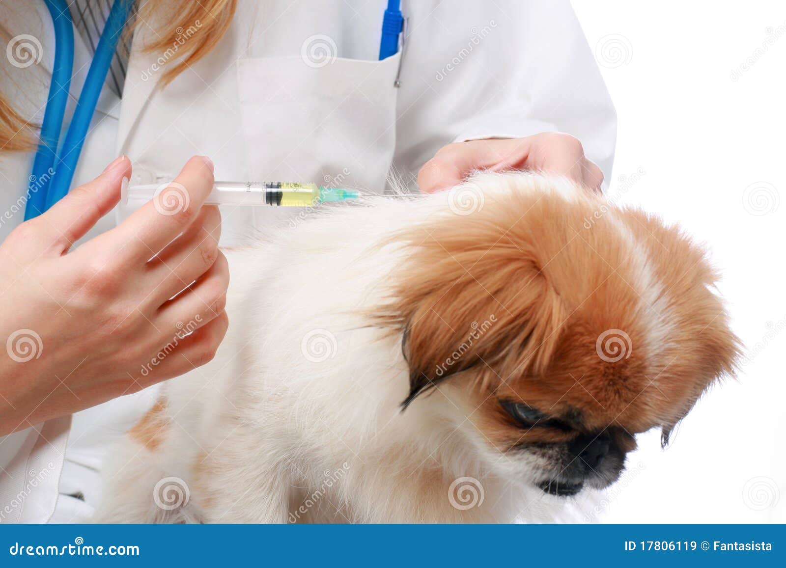 Dog Healthcare Vaccination. Stock Image Image of