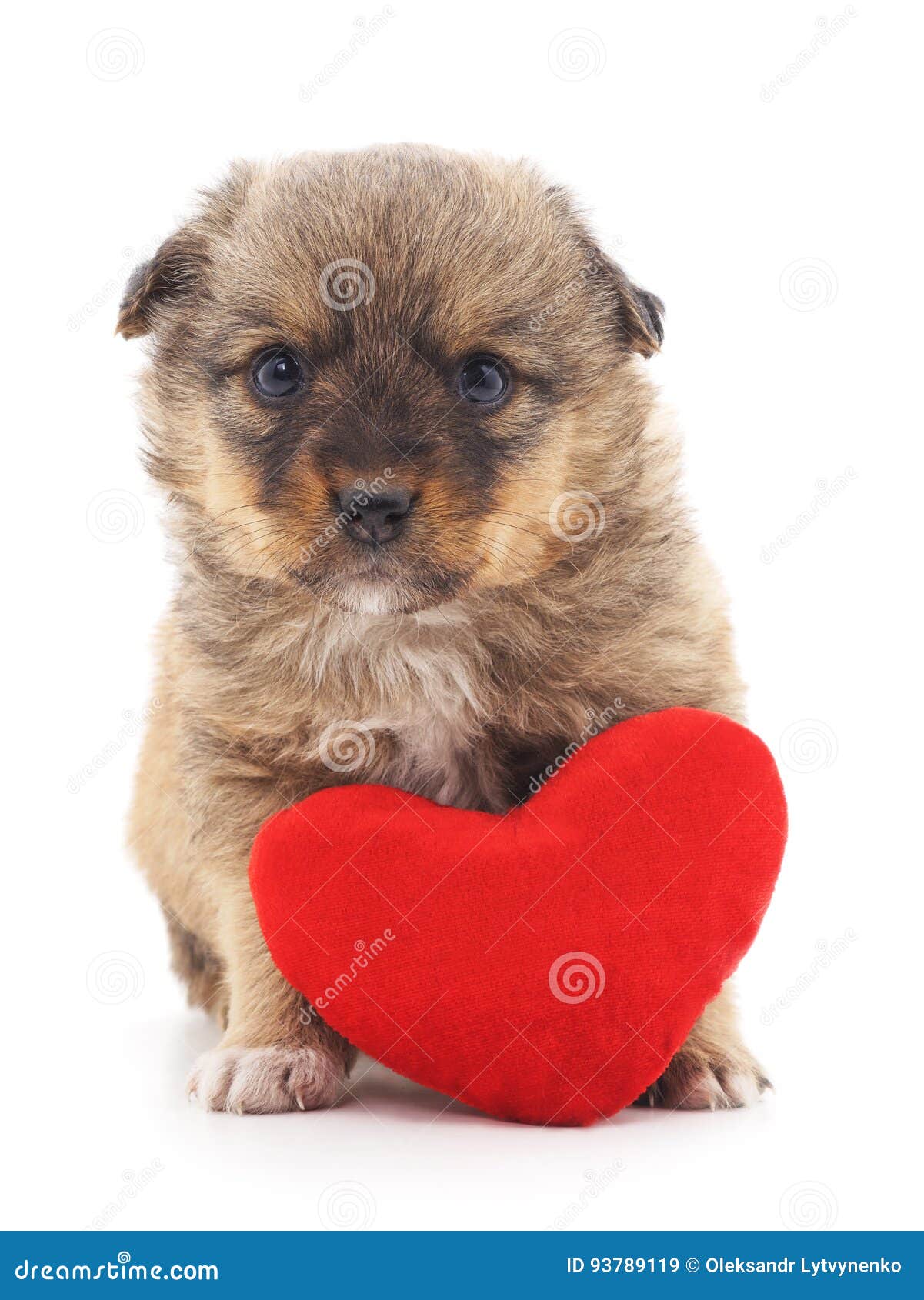 Dog with heart. stock image. Image of horizontal, humor 93789119