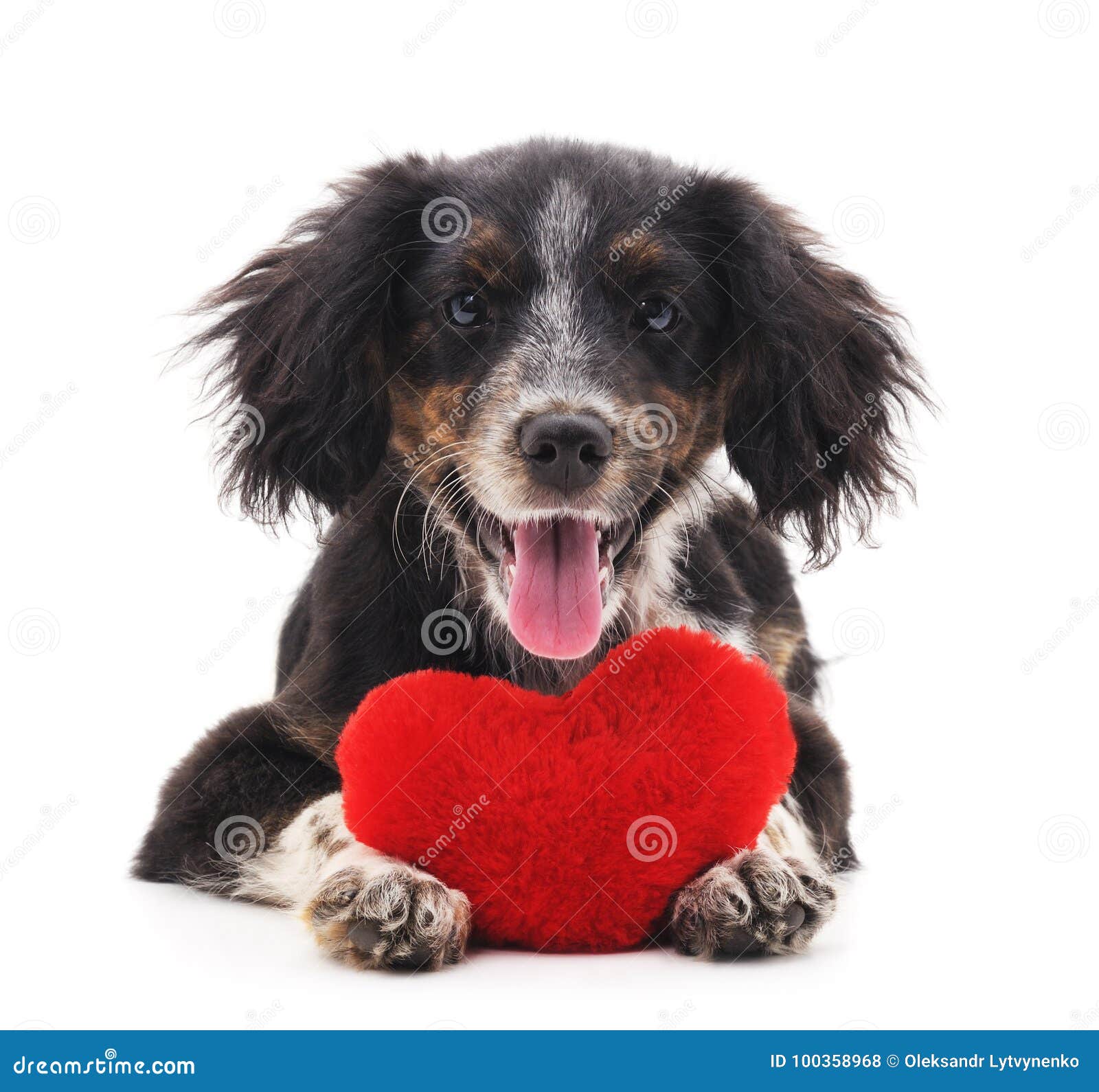 Dog with heart. stock photo. Image of paws, heart, cute 100358968