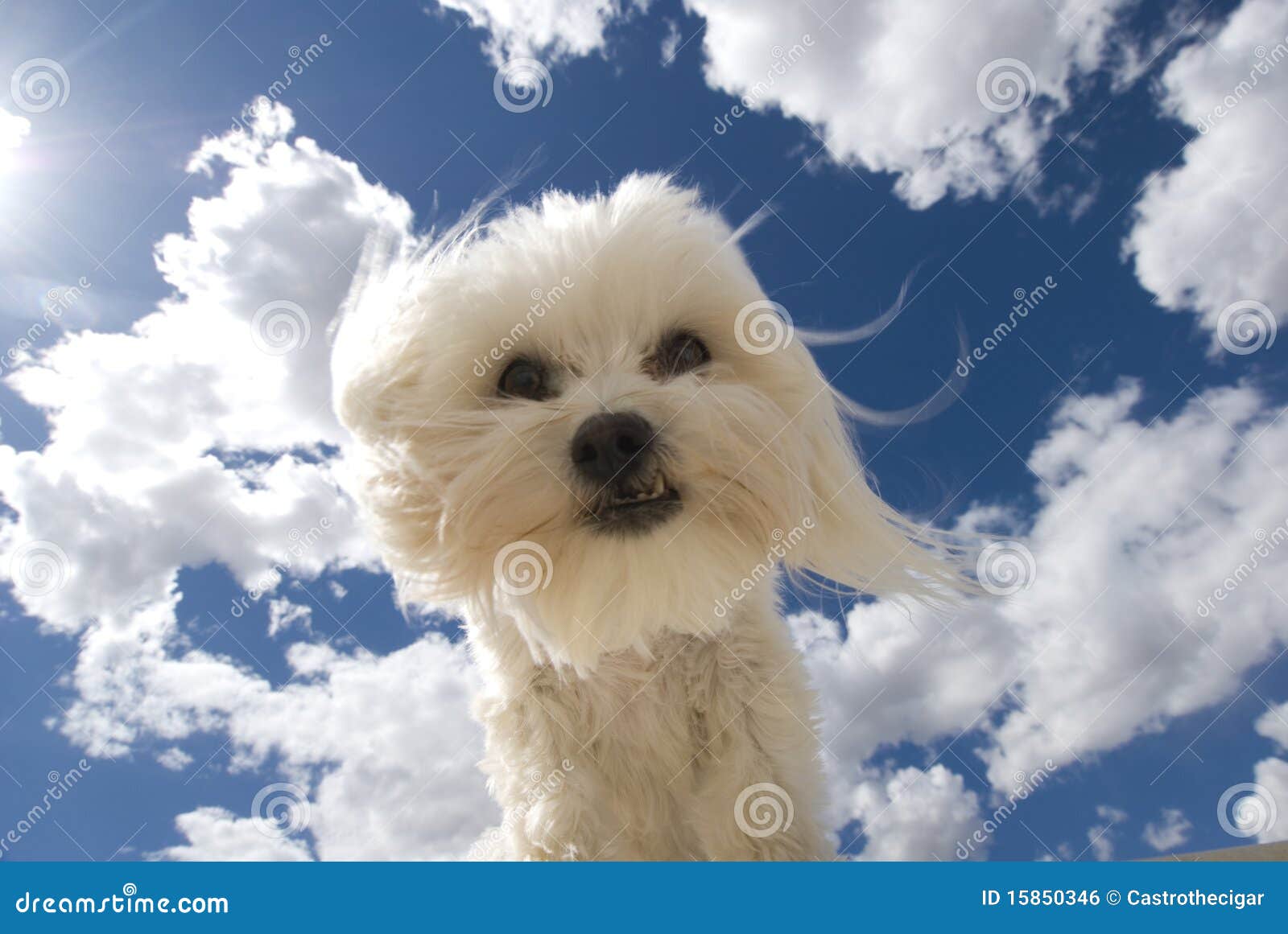 domestic dog simulator free domestic dog simulator free