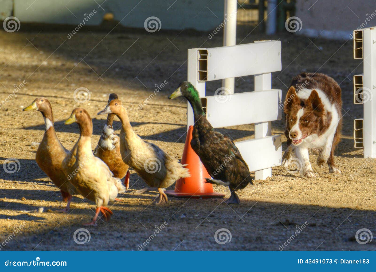 dog herding ducks