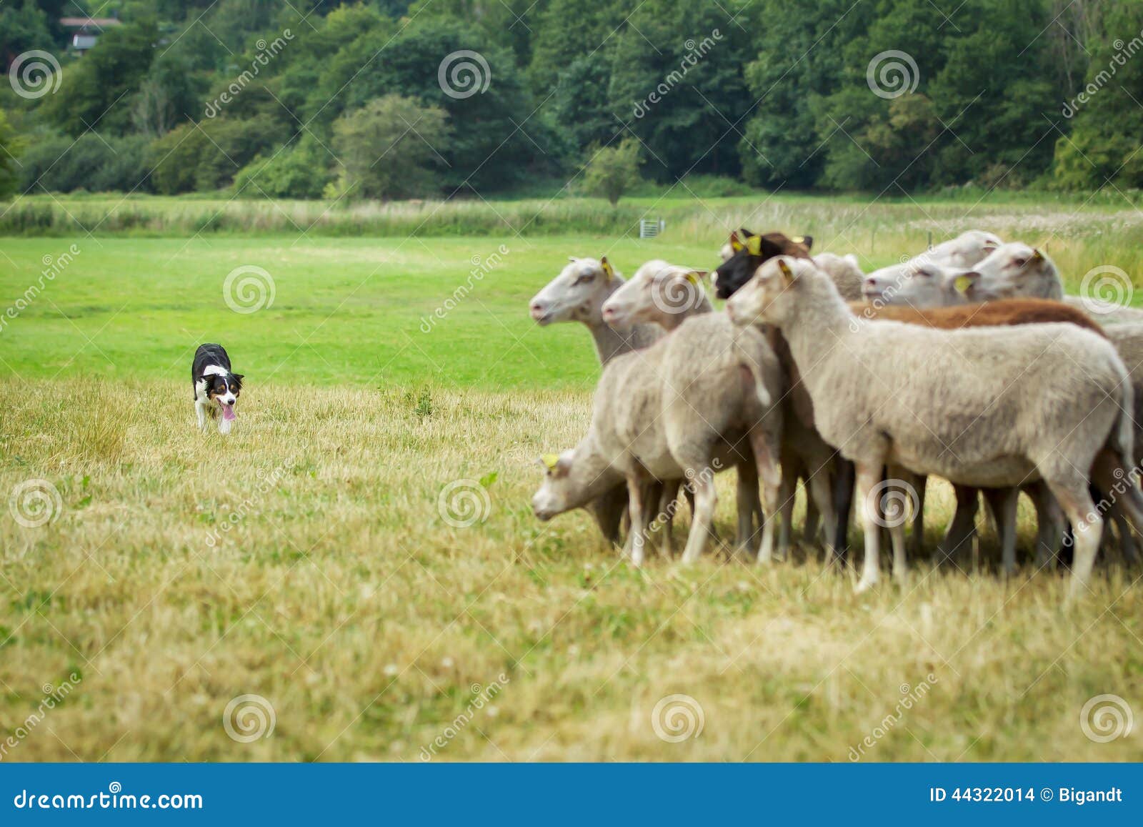 Dog herding sheep stock photo. Image of ranch, summer 44322014