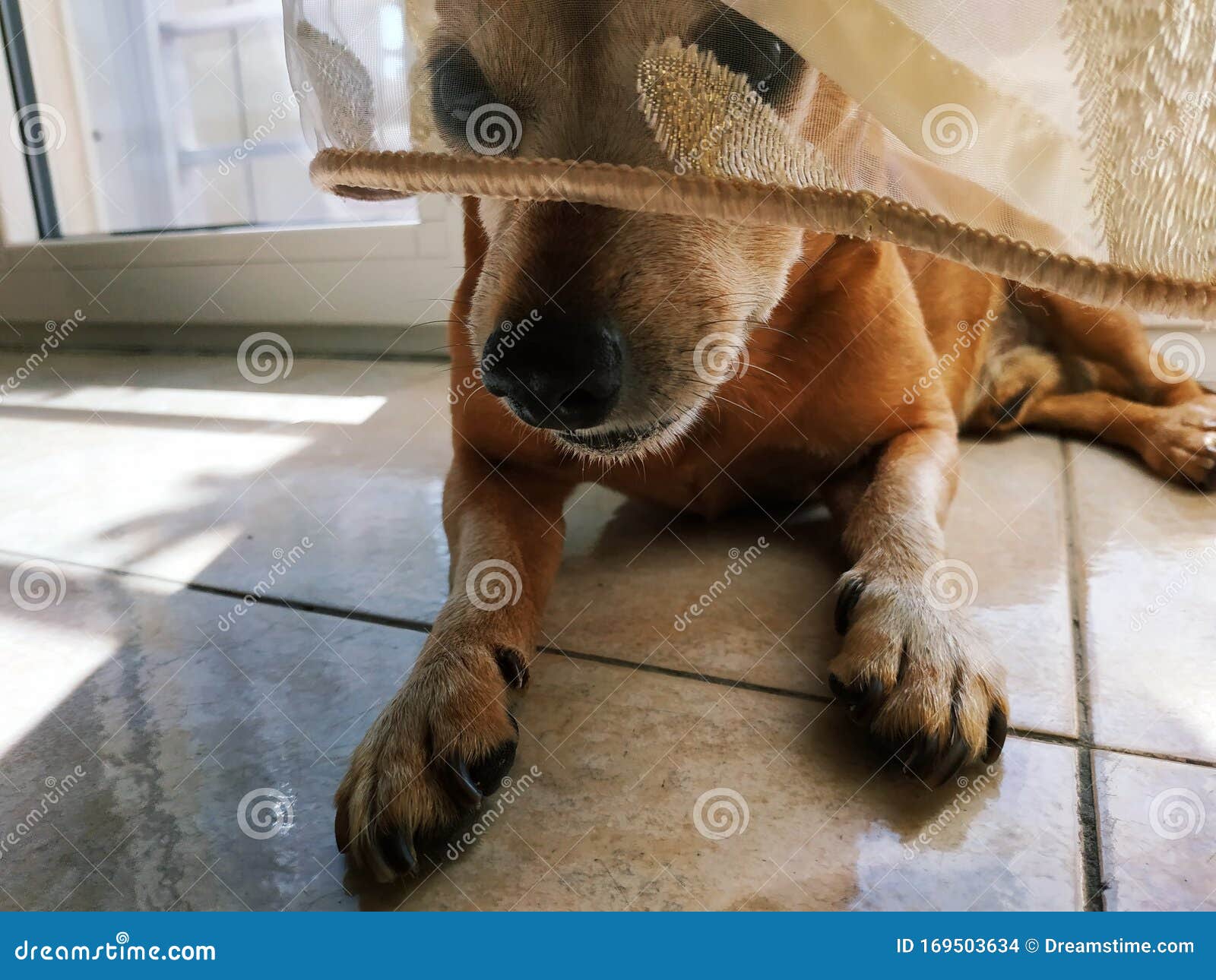 Dog hide himself stock photo. Image of play, playing 169503634