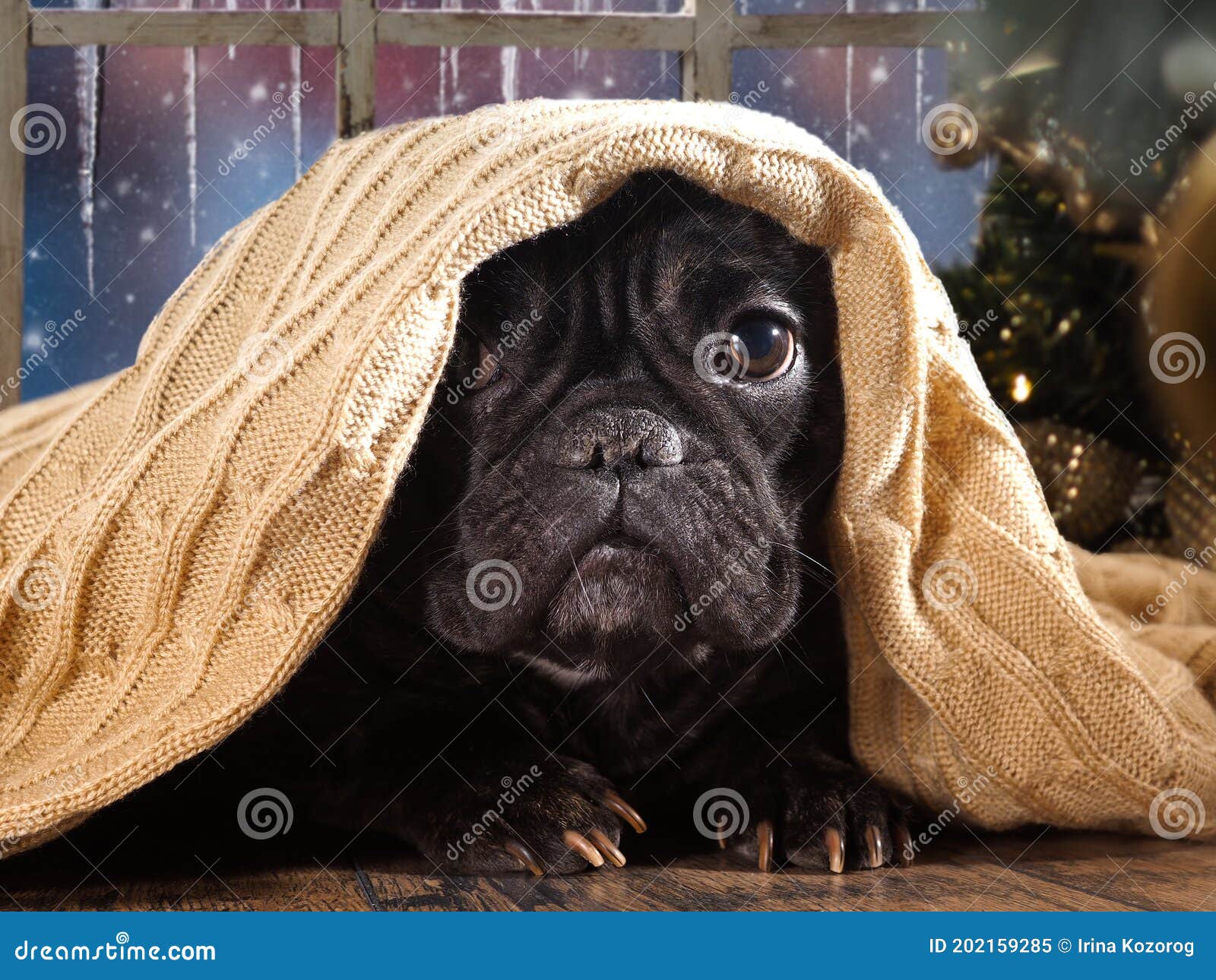 The Dog Hides Under a Blanket Stock Image Image of adorable, portrait