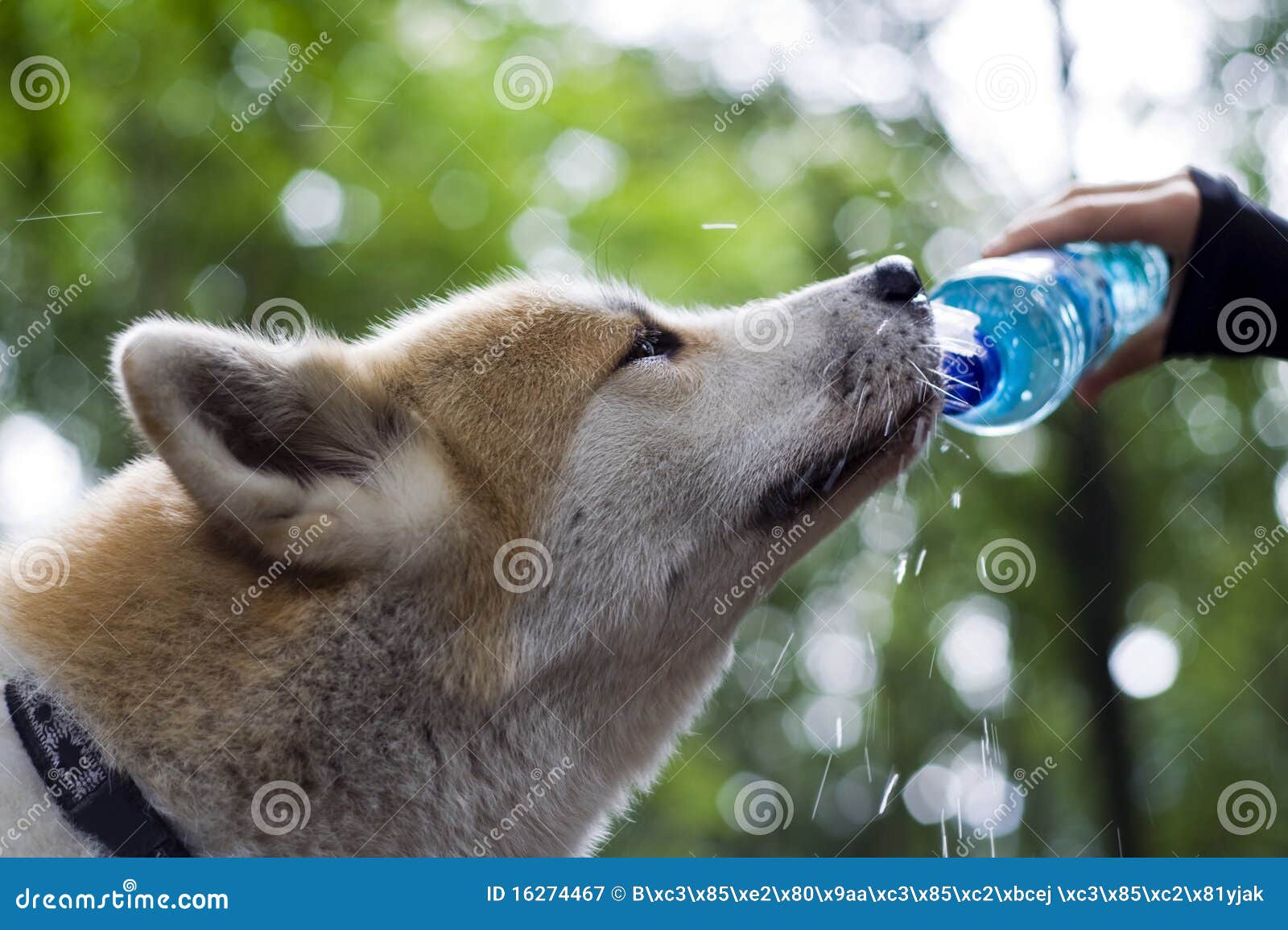 Dog on Hiking Trip Drinking Water Stock Image Image of person, brown