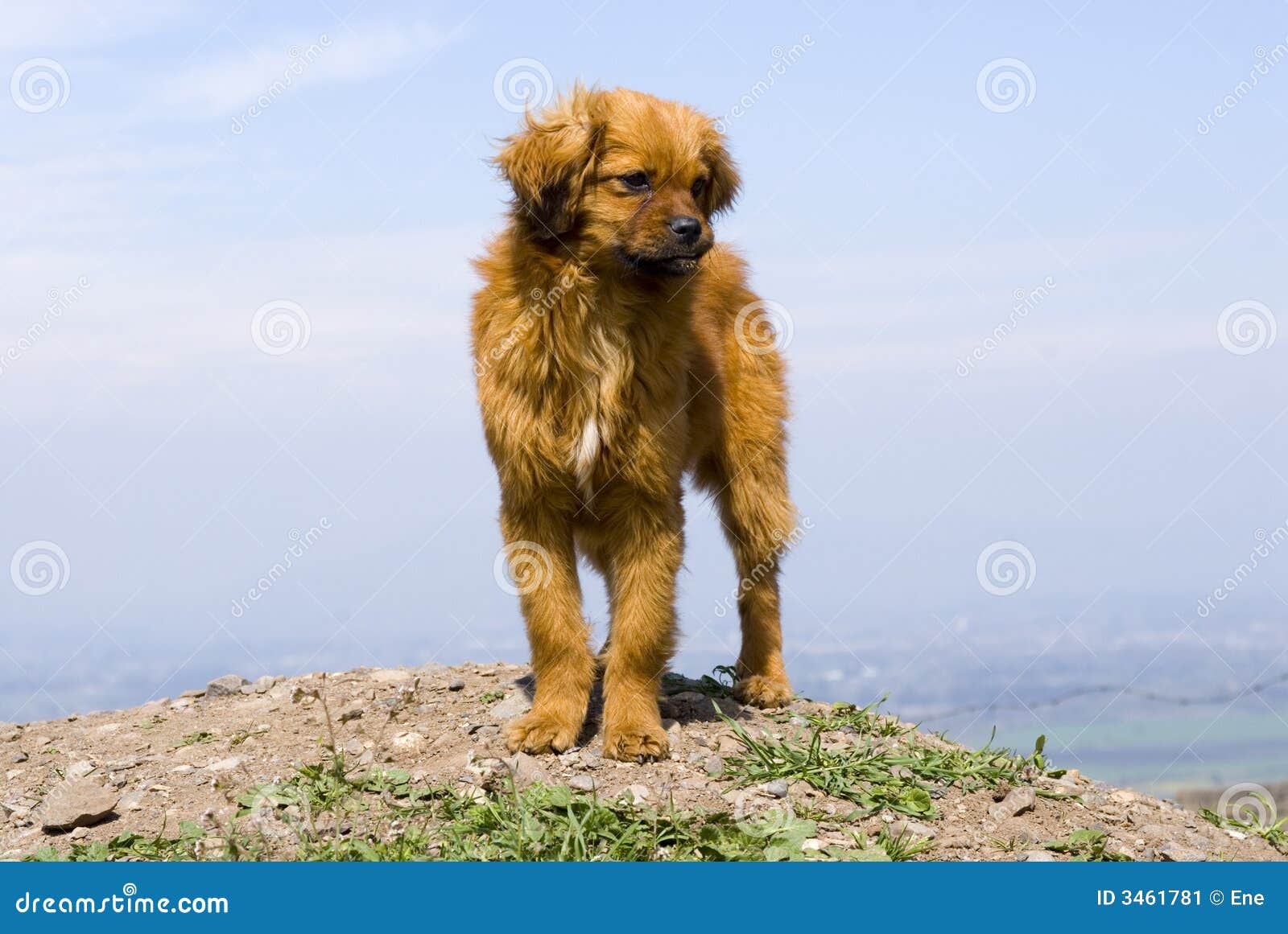 Dog on the hill stock image. Image of barking, canine 3461781