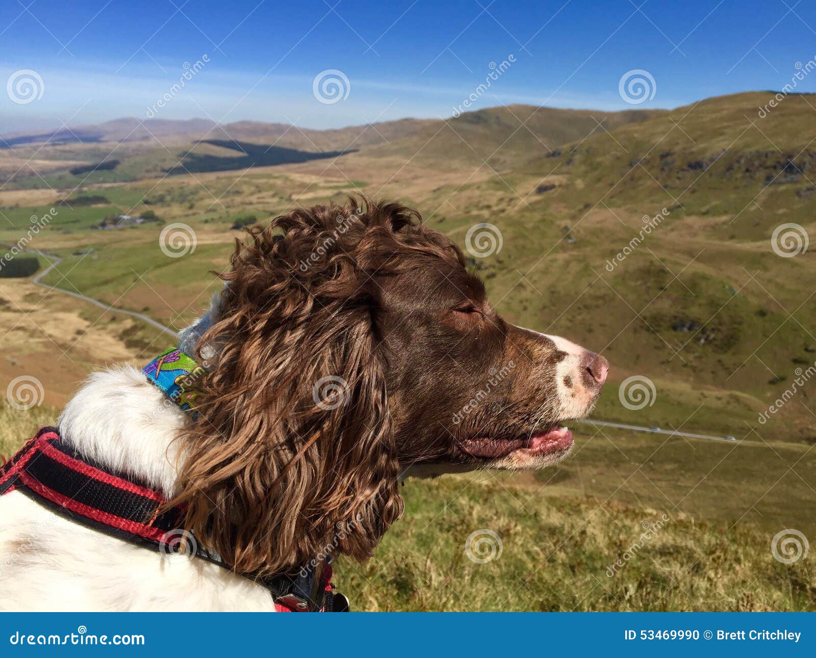 Dog in the hills stock photo. Image of outdoors, hills 53469990