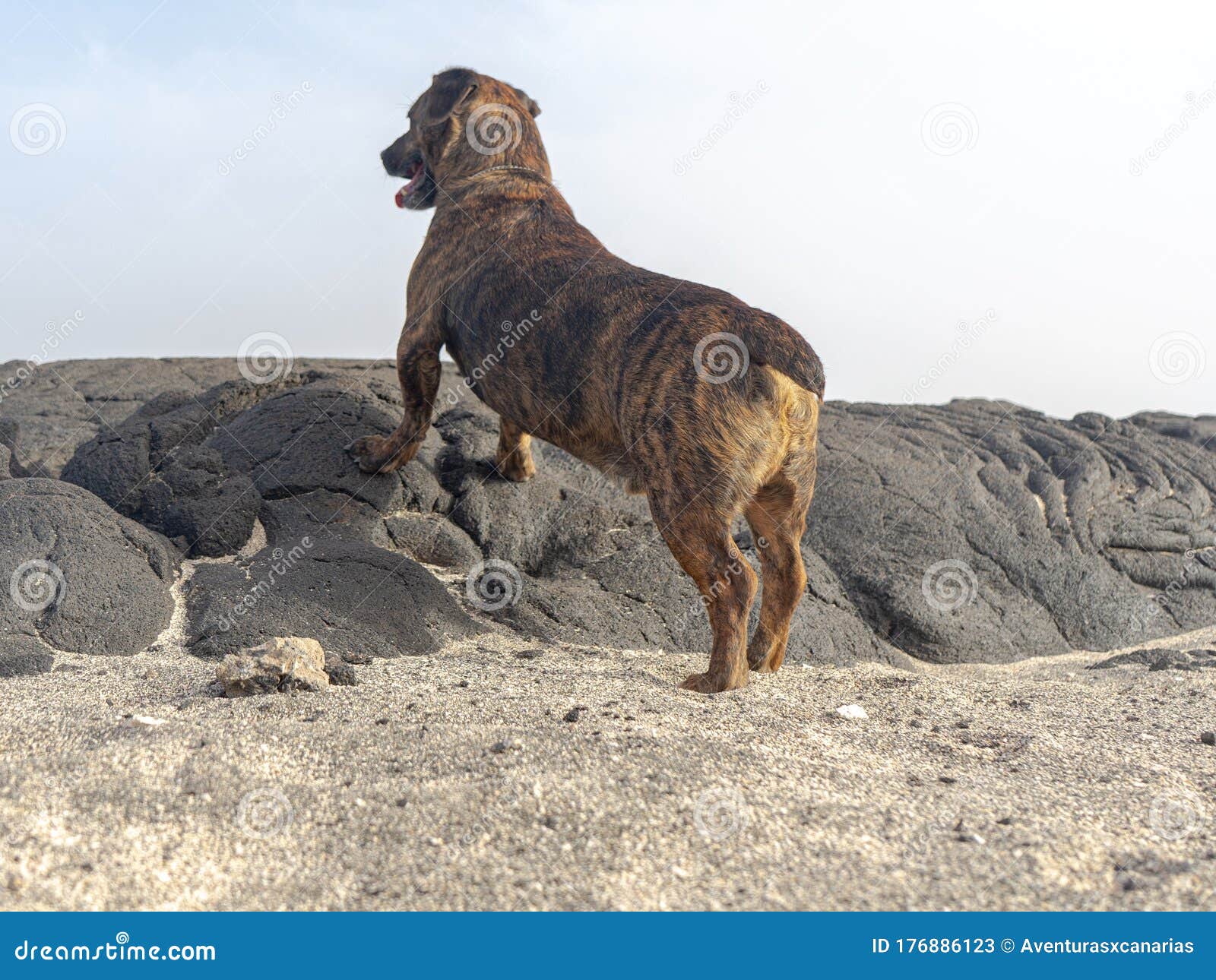 Why Is My Puppy Rocking Side To Side