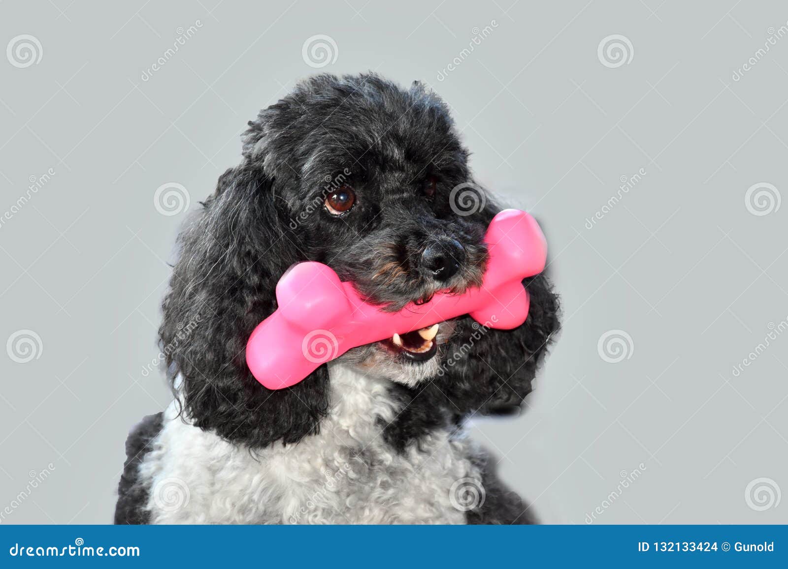 pink squeaky dog toy