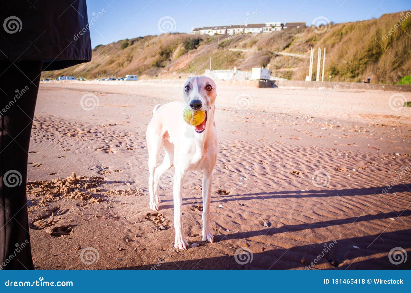 Dog Holding a Ball in His Mouth in the Beach Stock Photo Image of