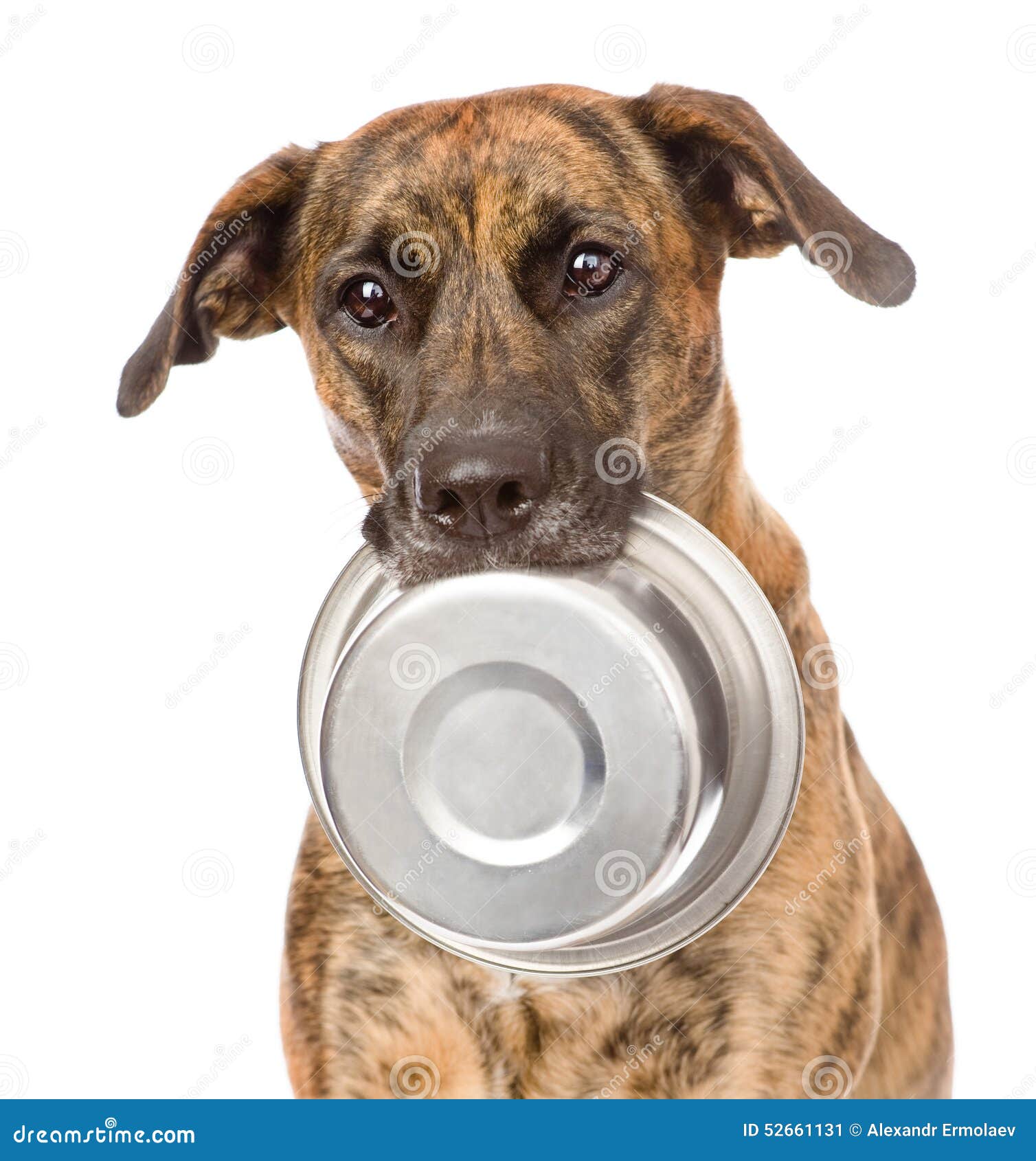 dog holding bowl in mouth.  on white background