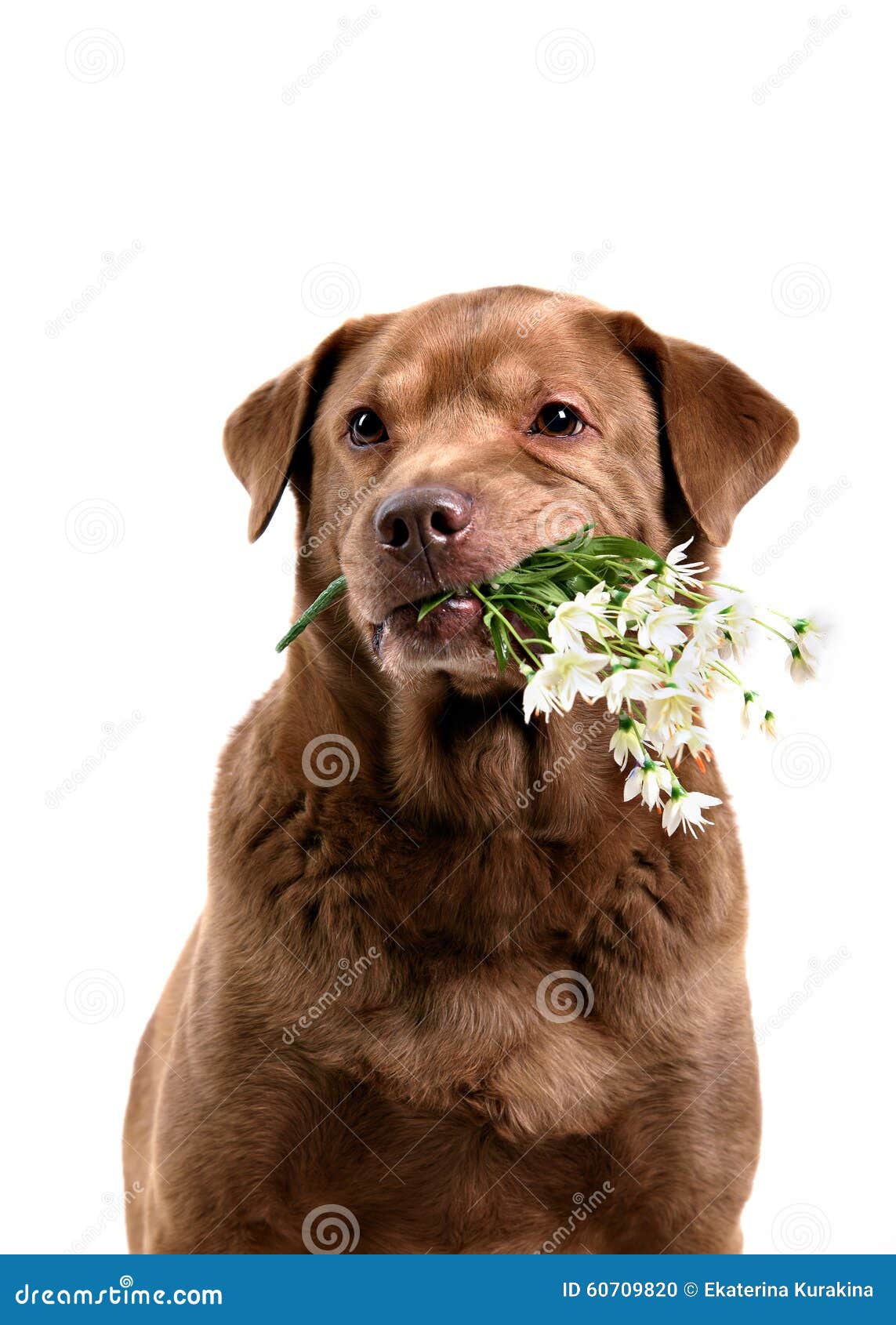 Dog holding flowers stock photo. Image of funny, present 60709820
