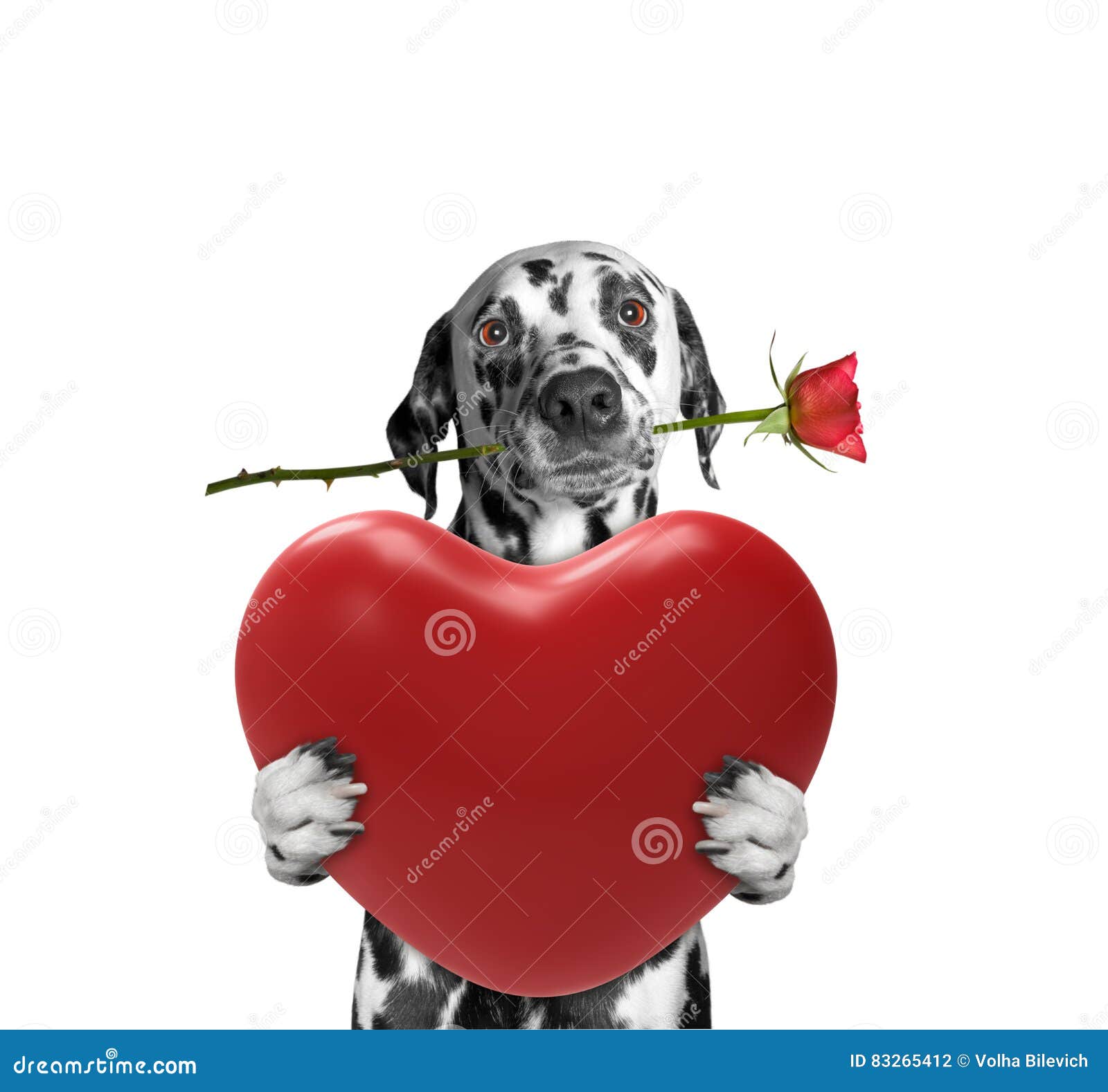 Dog holding heart and rose stock photo. Image of pretty 83265412