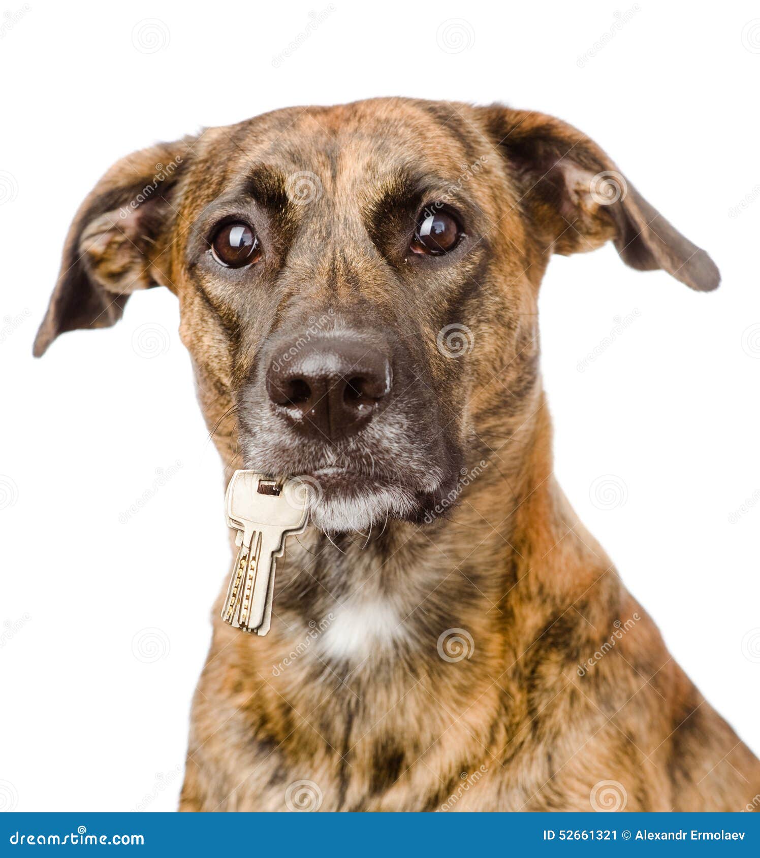 Dog Holding a Keys in Its Mouth. Isolated on White Background Stock