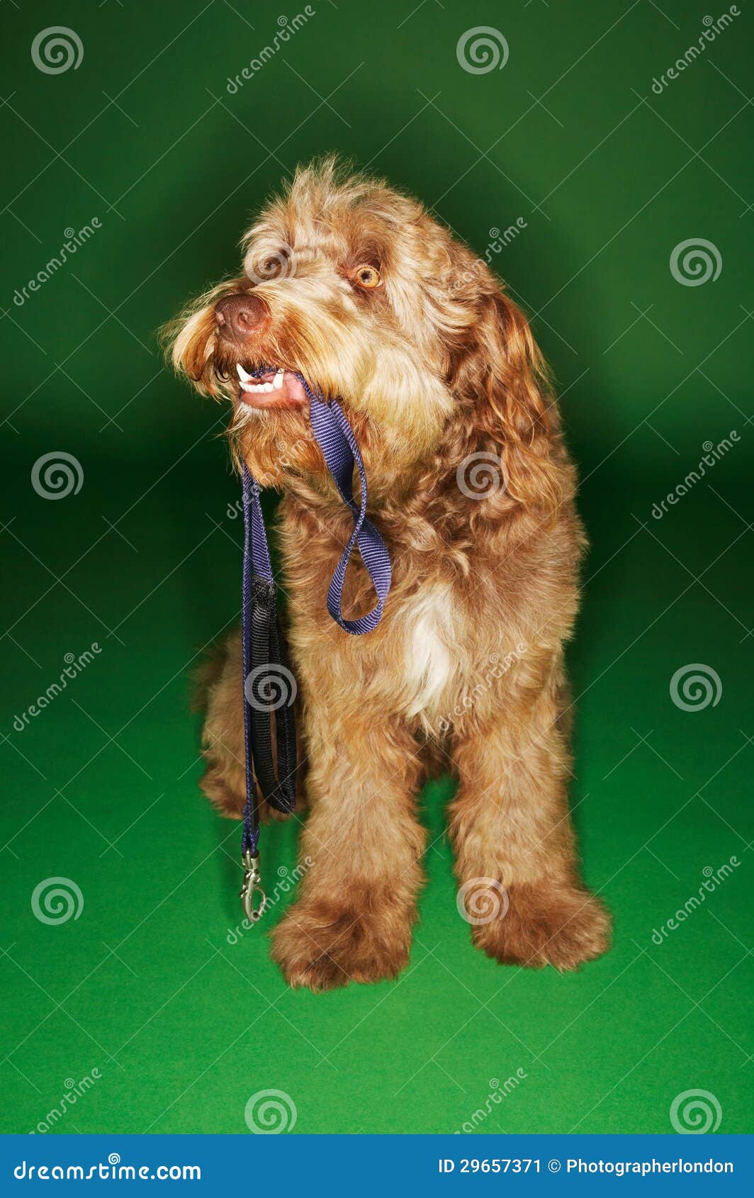 Dog Holding Leash in Mouth stock image. Image of leash 29657371