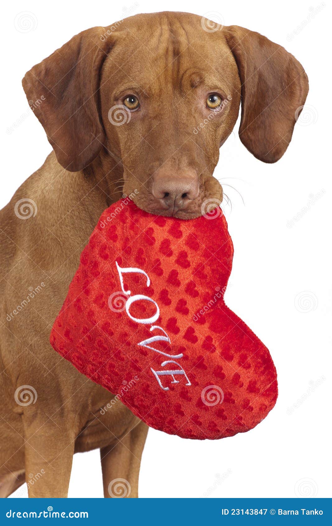 Dog Holding Lred Heart Shaped Pillow Stock Image Image 23143847