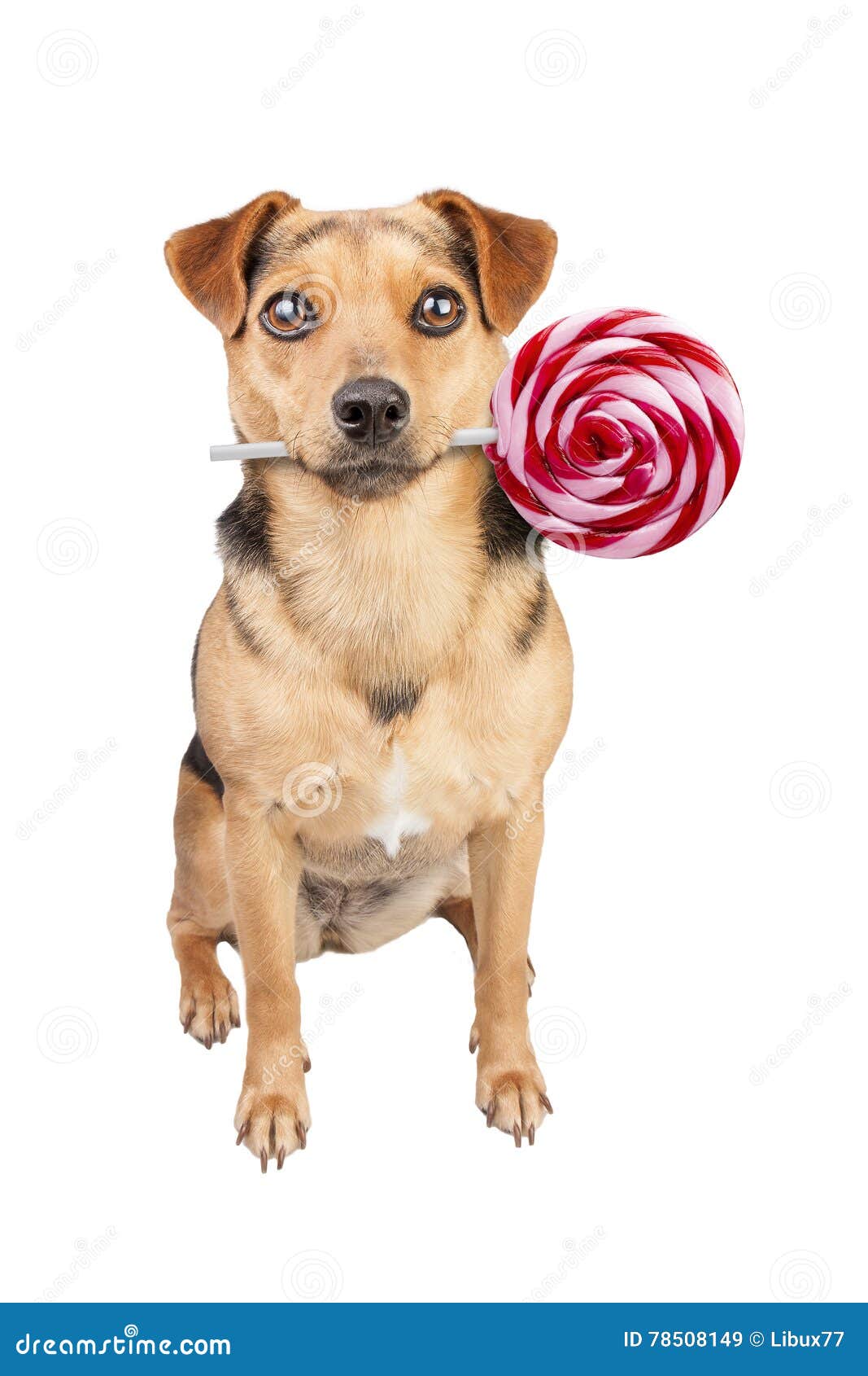 Dog Holding in Mouth Delicious Lollipop Isolated Stock Image Image of