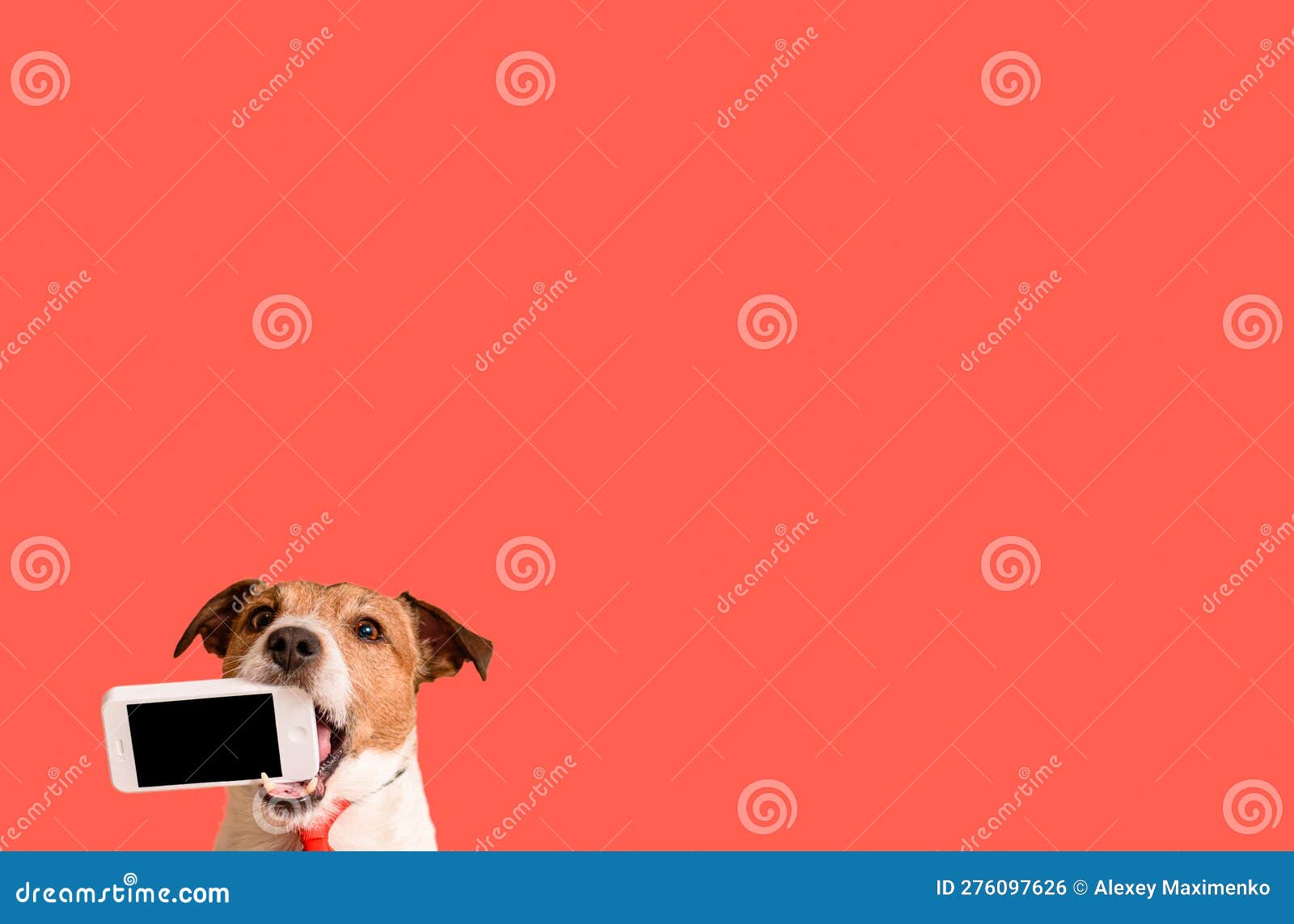 Dog Holding in Mouth Smartphone with Blank Screen on Solid Color