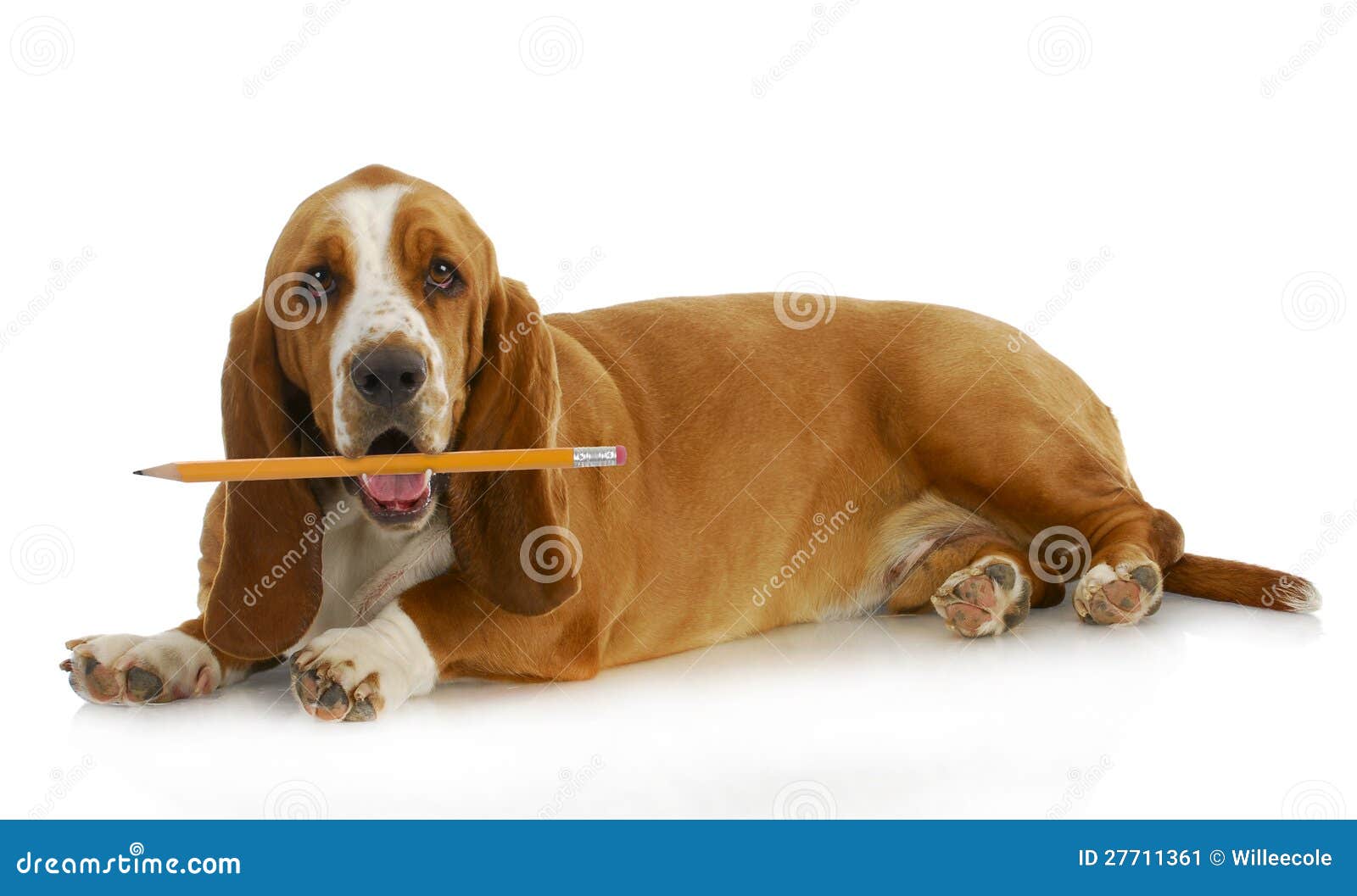 Dog holding pencil stock image. Image of high, humor 27711361