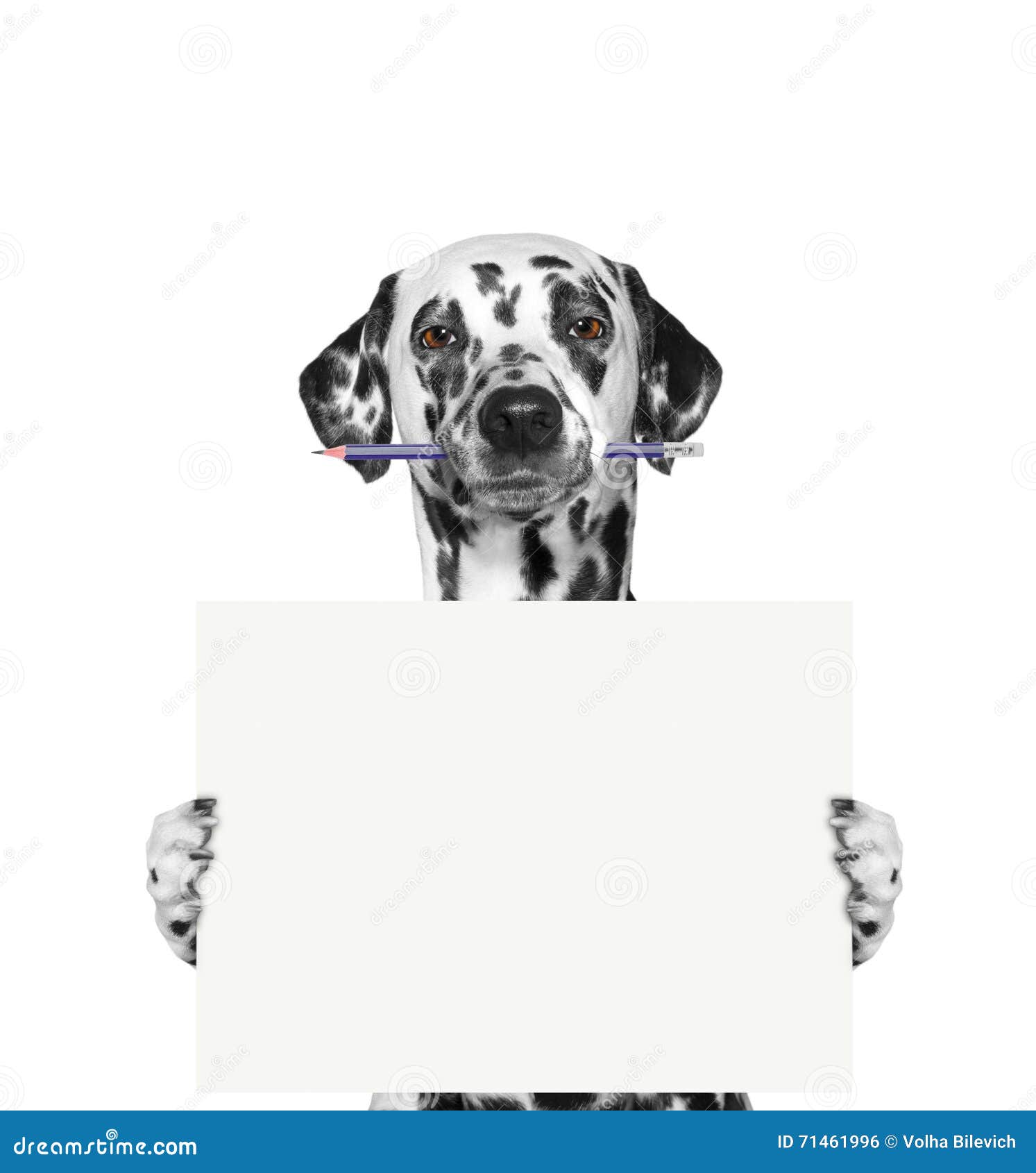 Dog Holding a Pencil and Blank Stock Photo Image of letter, cute