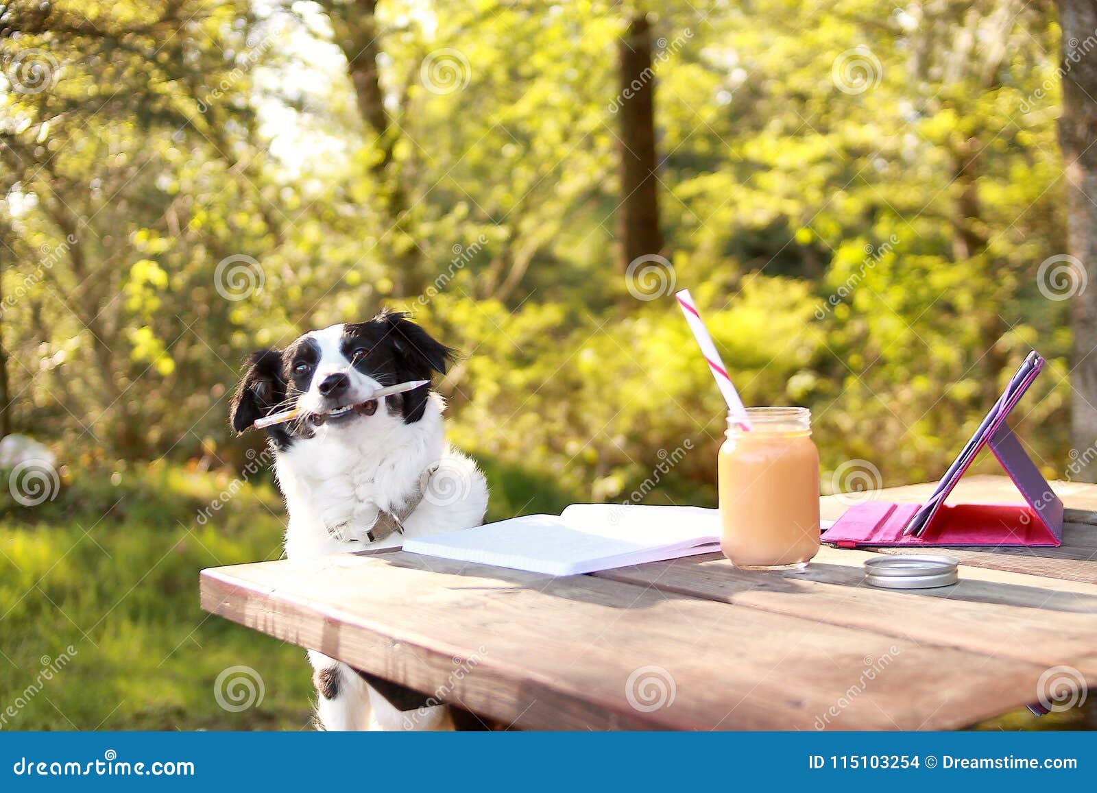 Studying dog stock photo. Image of bordercollie, tablet 115103254