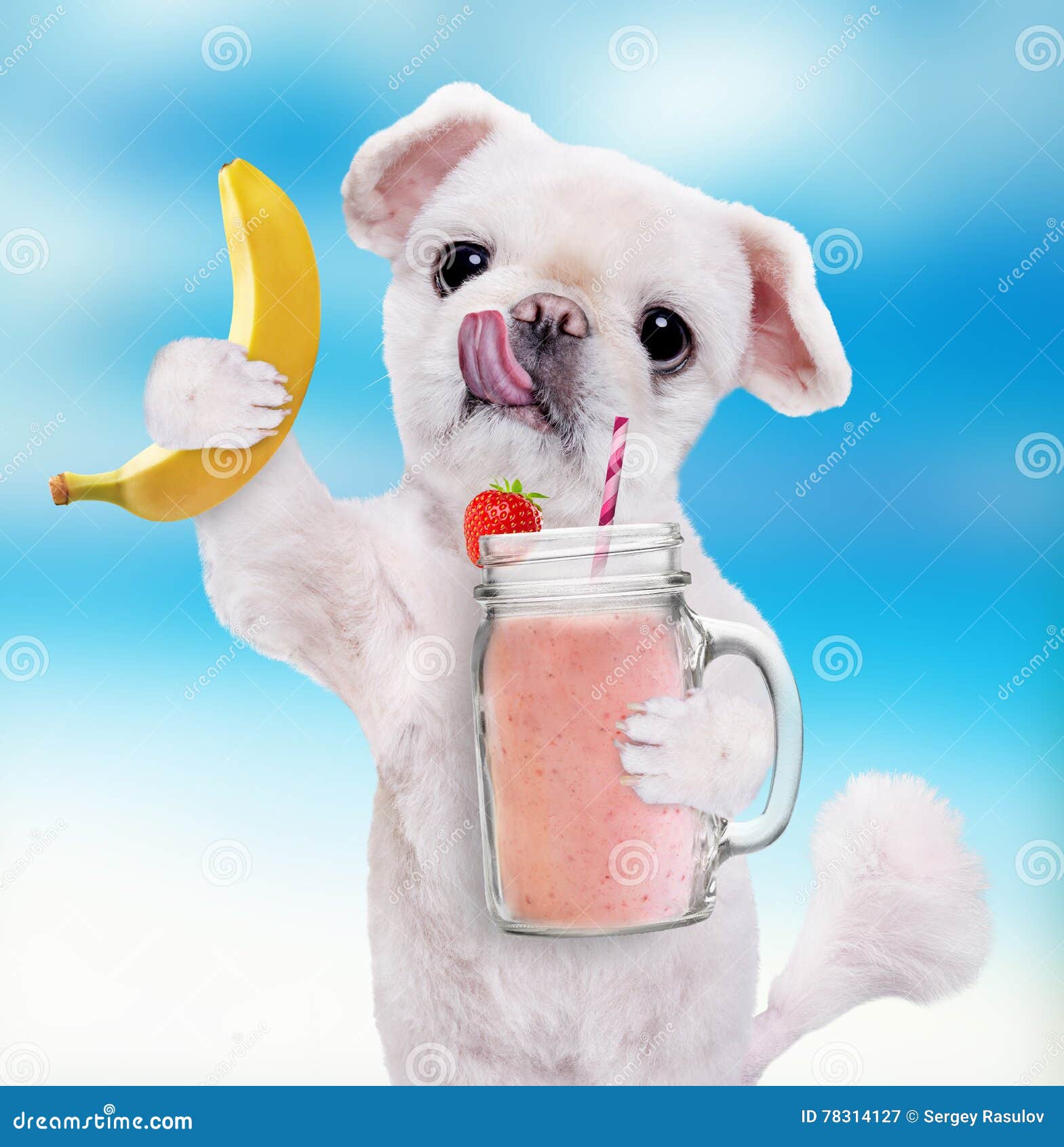 Dog Holding Smoothie in a Mug . Stock Image Image of glass, health