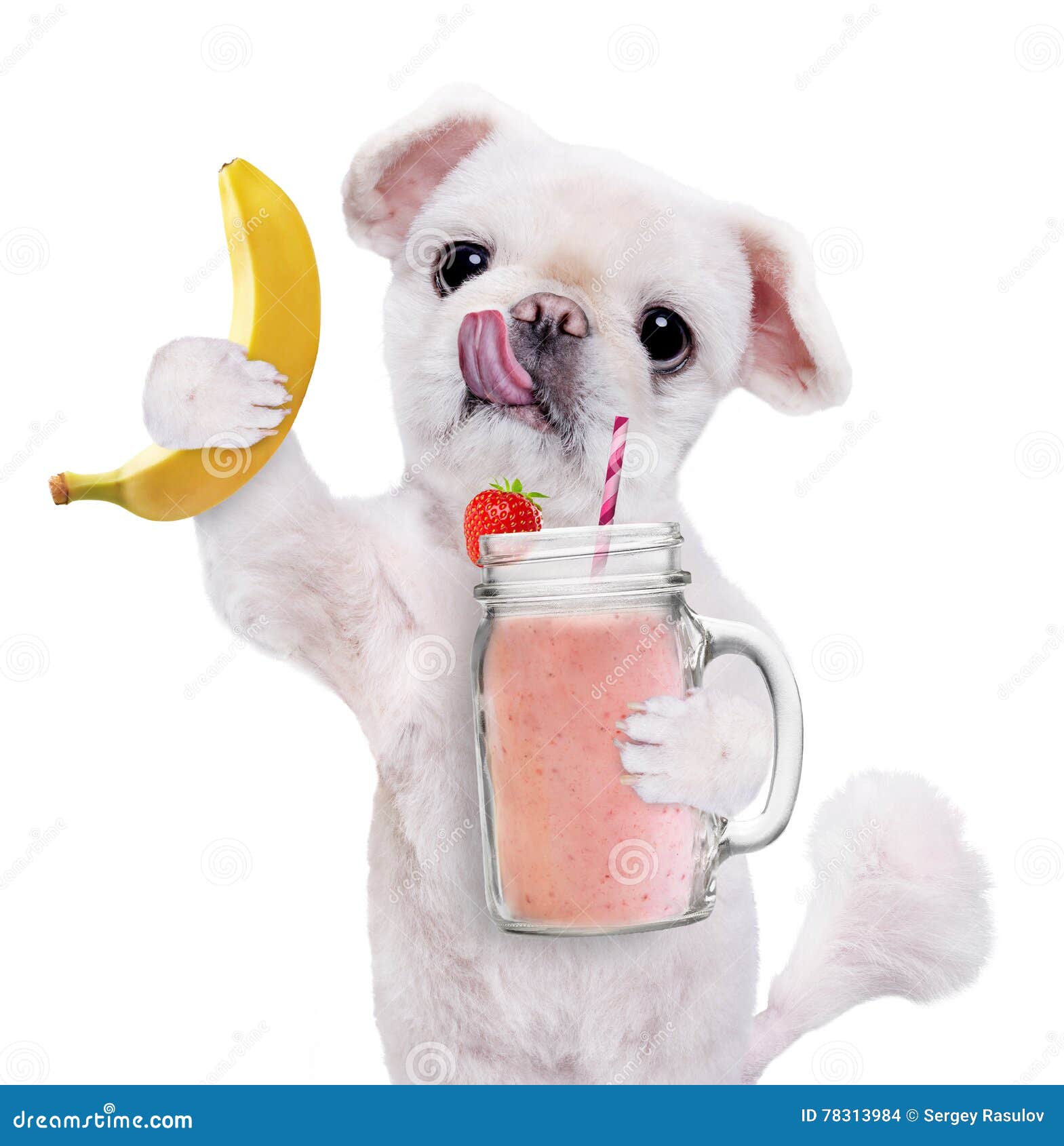 Dog Holding Smoothie in a Mug . Stock Photo - Image of banana, food:  78313984