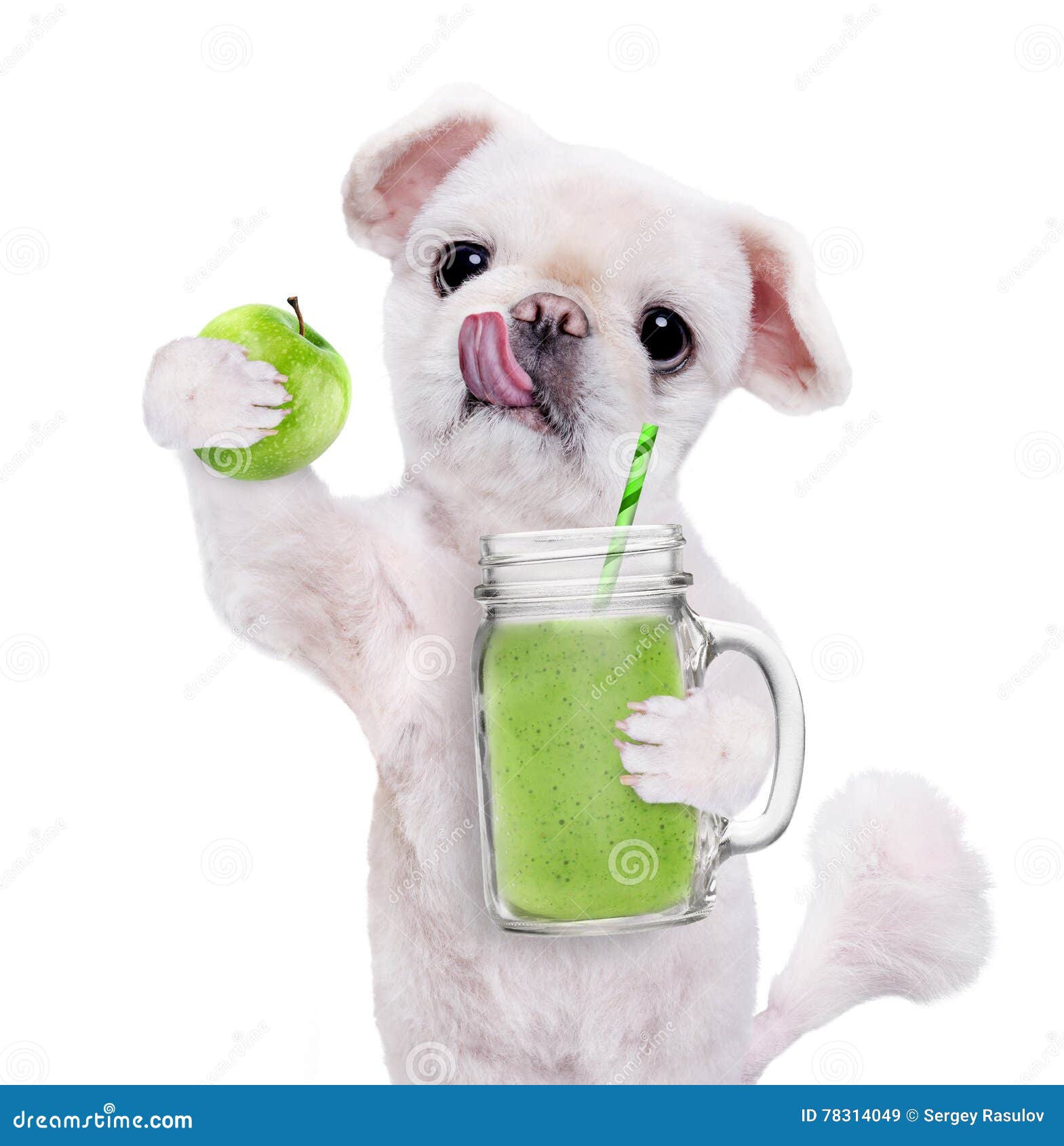 Dog Holding Smoothie in a Mug . Stock Image Image of eating, beverage