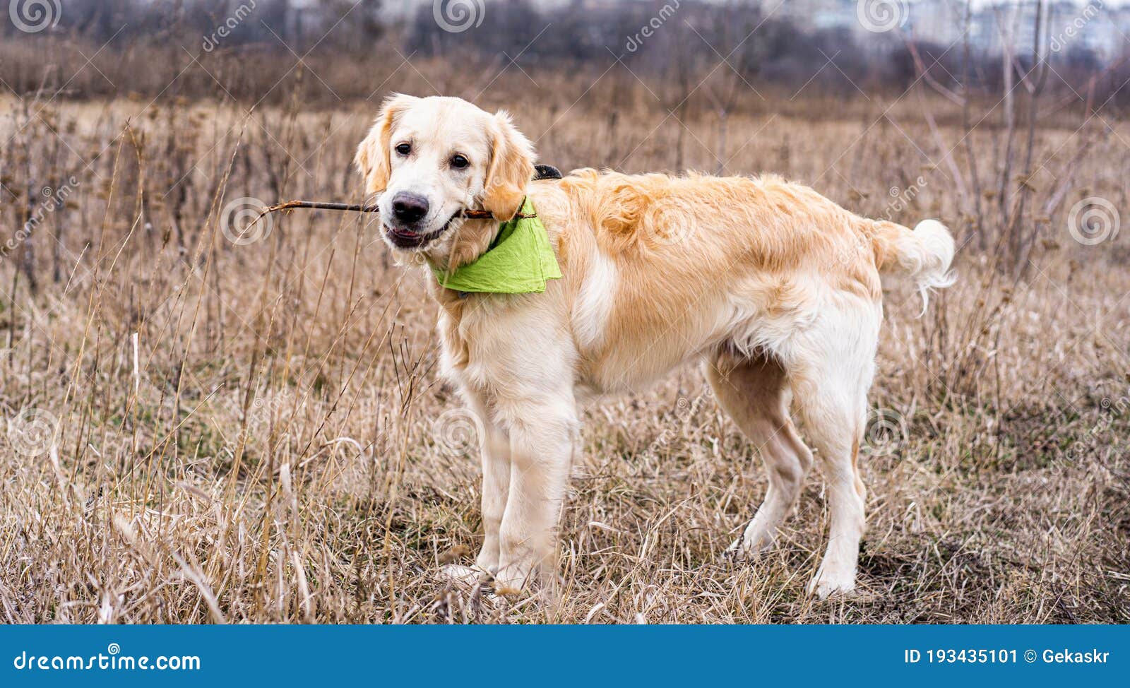 Dog holding stick in mouth stock image. Image of healthy 193435101
