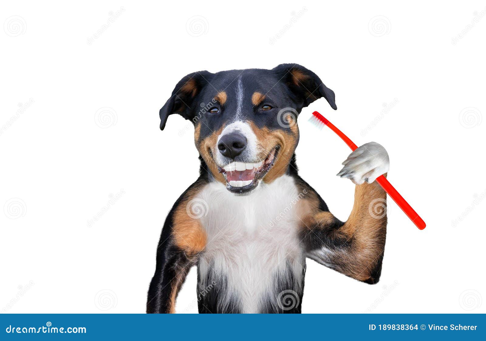 Dog Holding a Toothbrushes, Perfect Smile Dog Stock Photo Image of