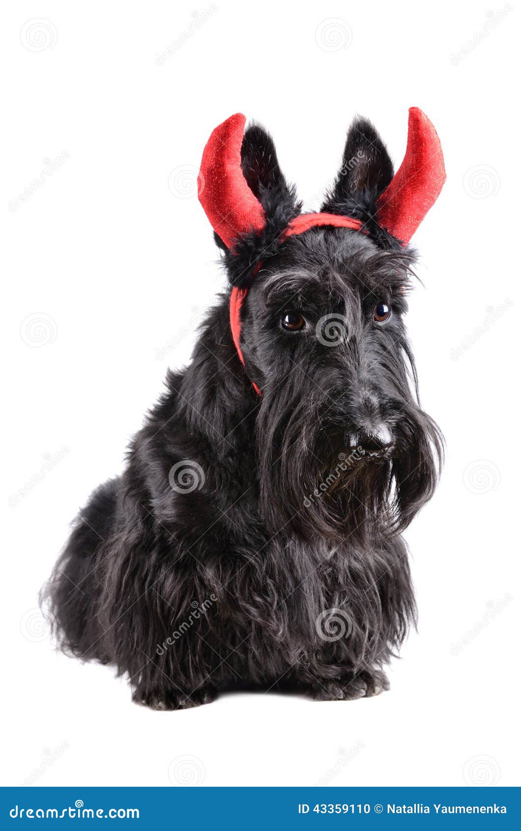 Dog with horns stock photo. Image of celebrations, puppy 43359110