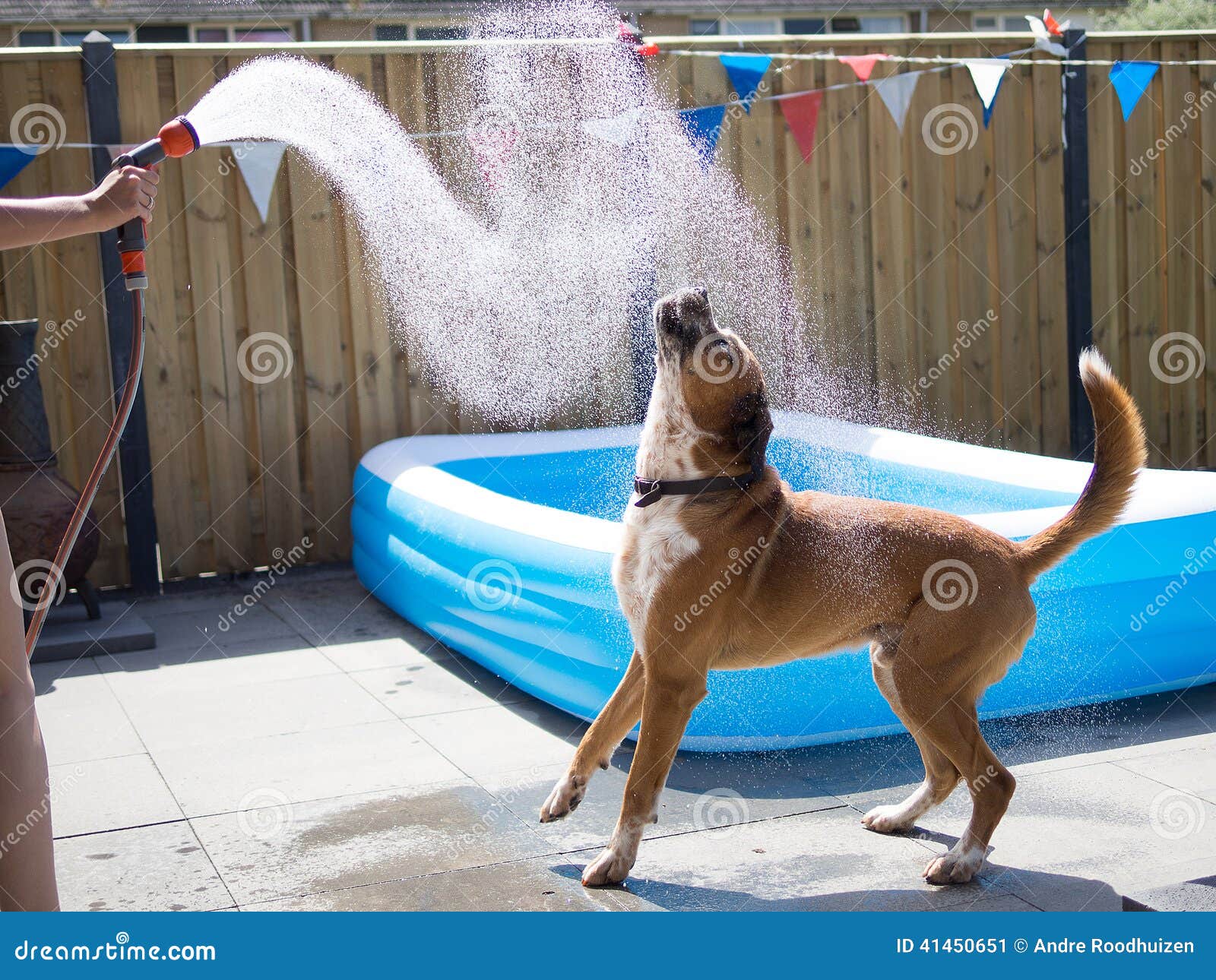 Dog And Hose Stock Photo Image 41450651