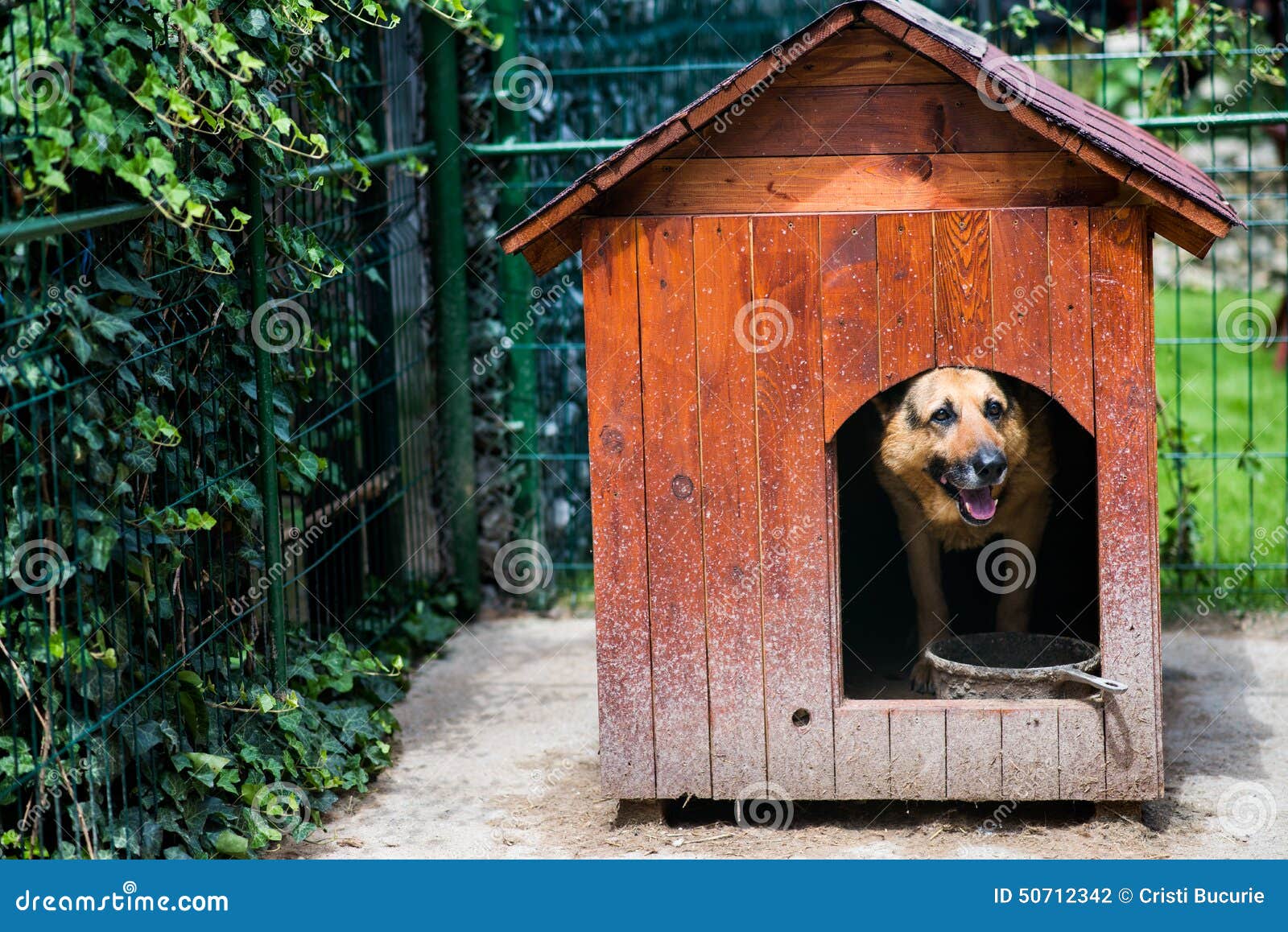 Dog house stock photo. Image of training, obedience ...