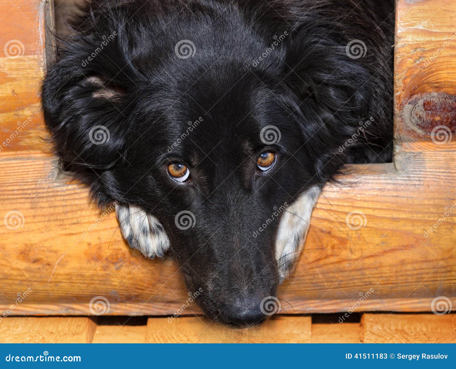 Dog house stock image. Image of painted, doghouse, whelp 41511183