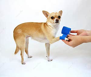 Dog With Hurt Leg Stock Image Image Of Bedroom Lovely 64741401 Dog With Hurt Leg Stock Image Image Of Bedroom Lovely 64741401