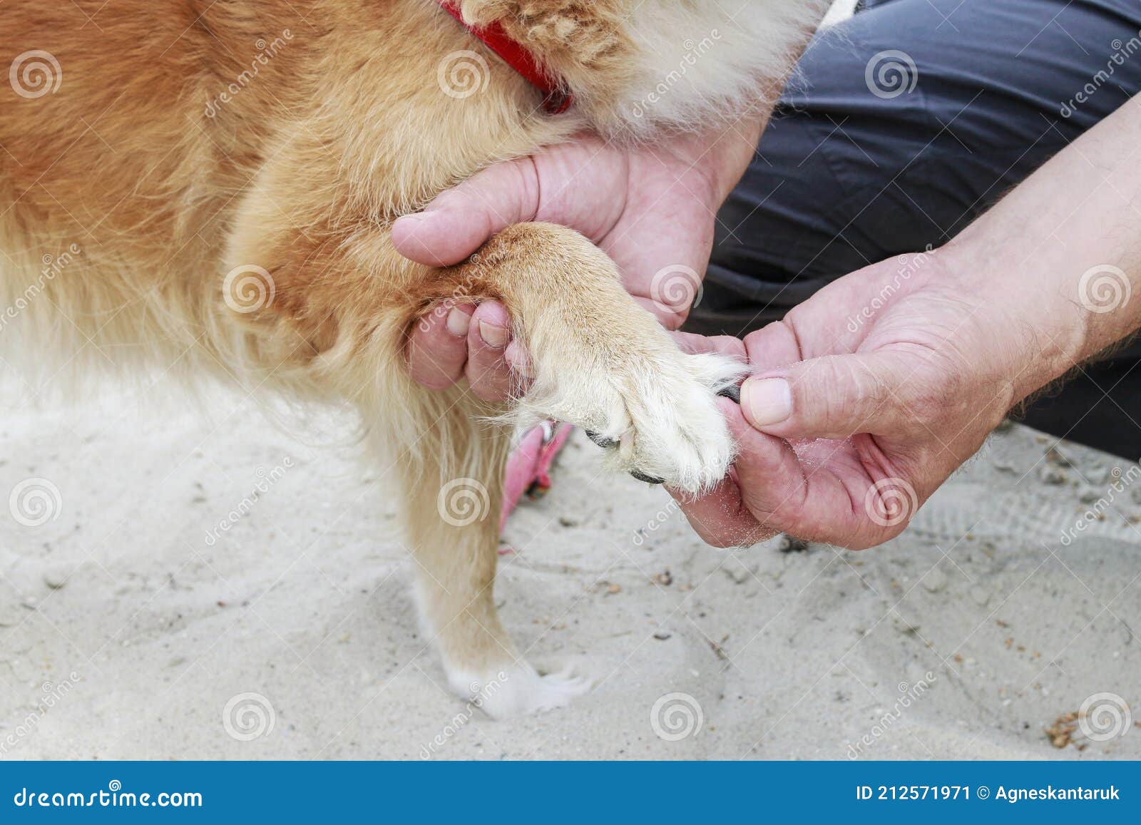 Dog with a hurt paw stock image. Image of pretty, nail 212571971
