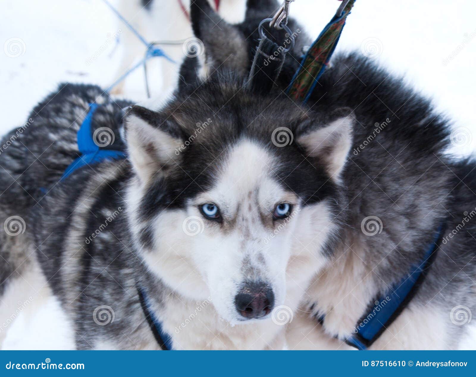 Dog Husky in a kennel stock photo. Image of animals, animal 87516610